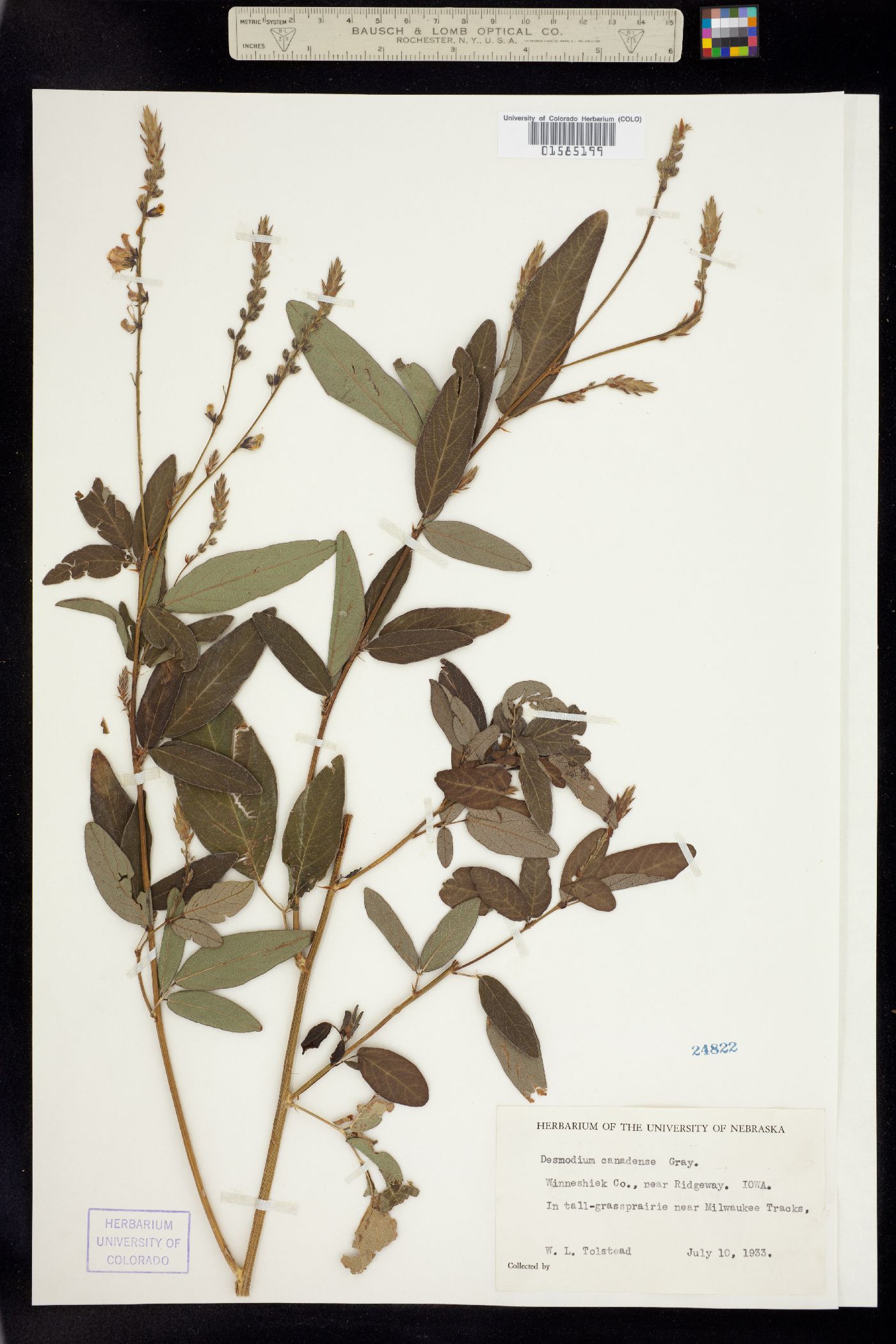 Desmodium canadense image