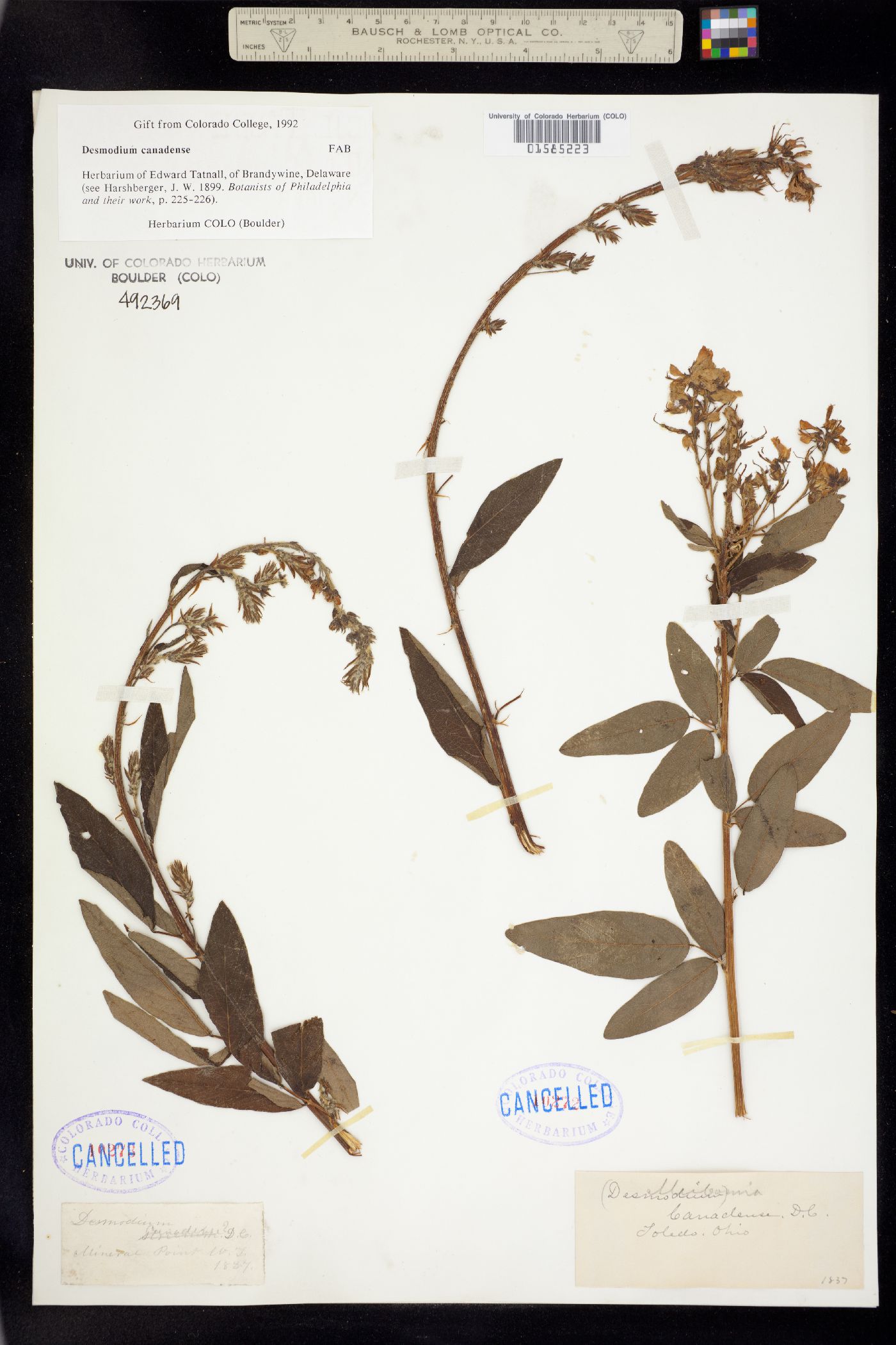 Desmodium canadense image