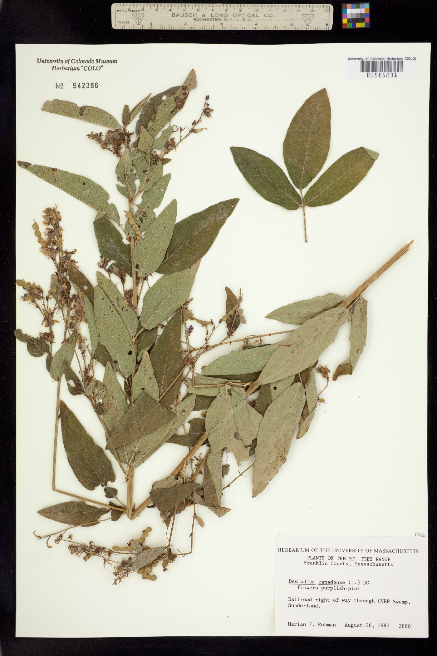 Desmodium canadense image