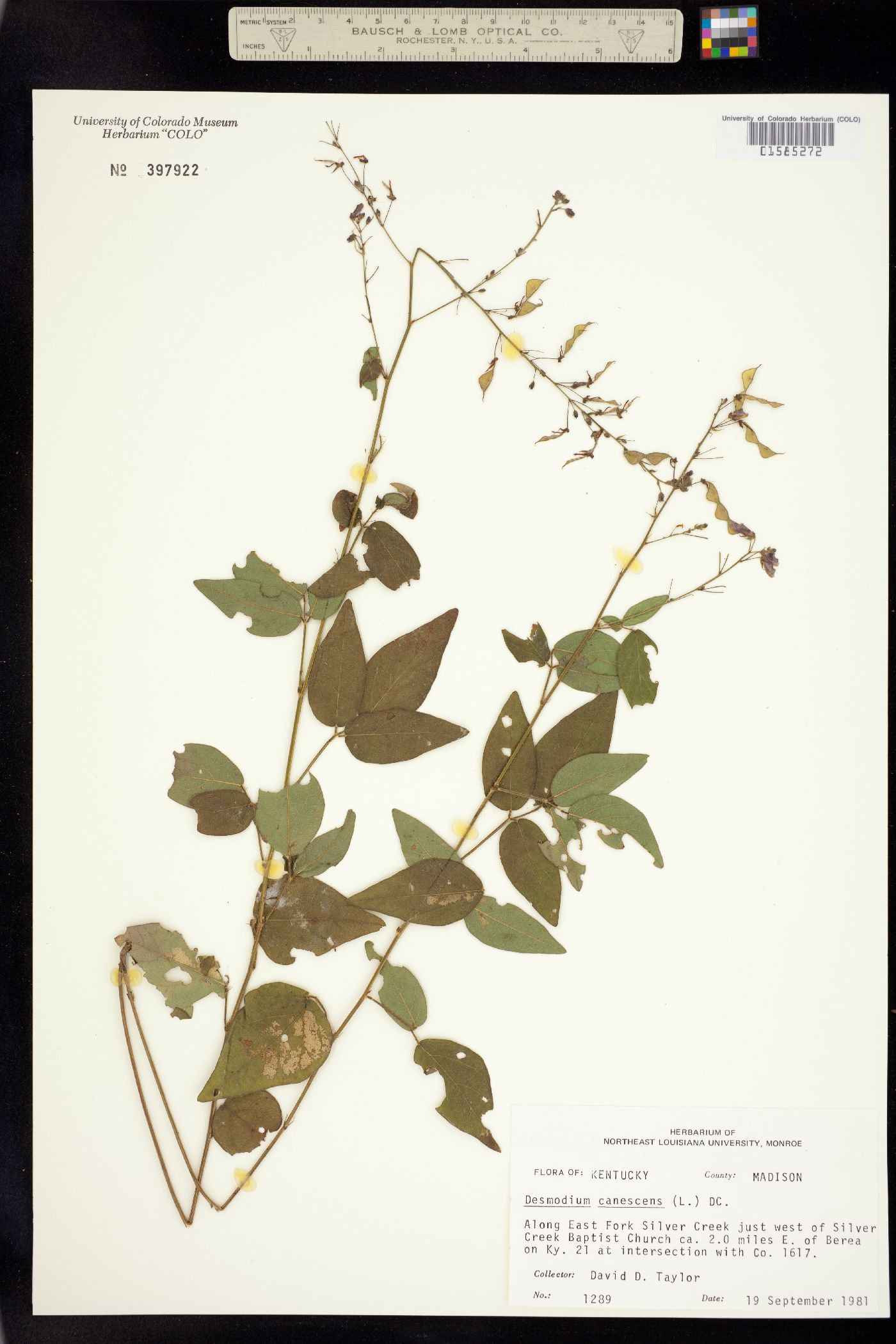 Desmodium canescens image