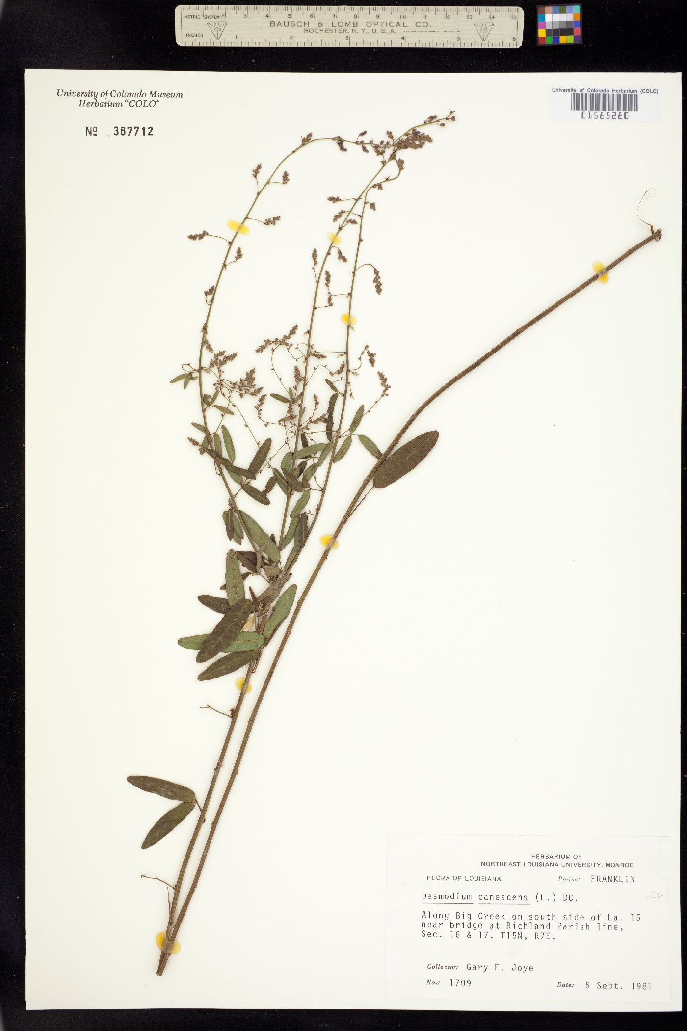 Desmodium canescens image