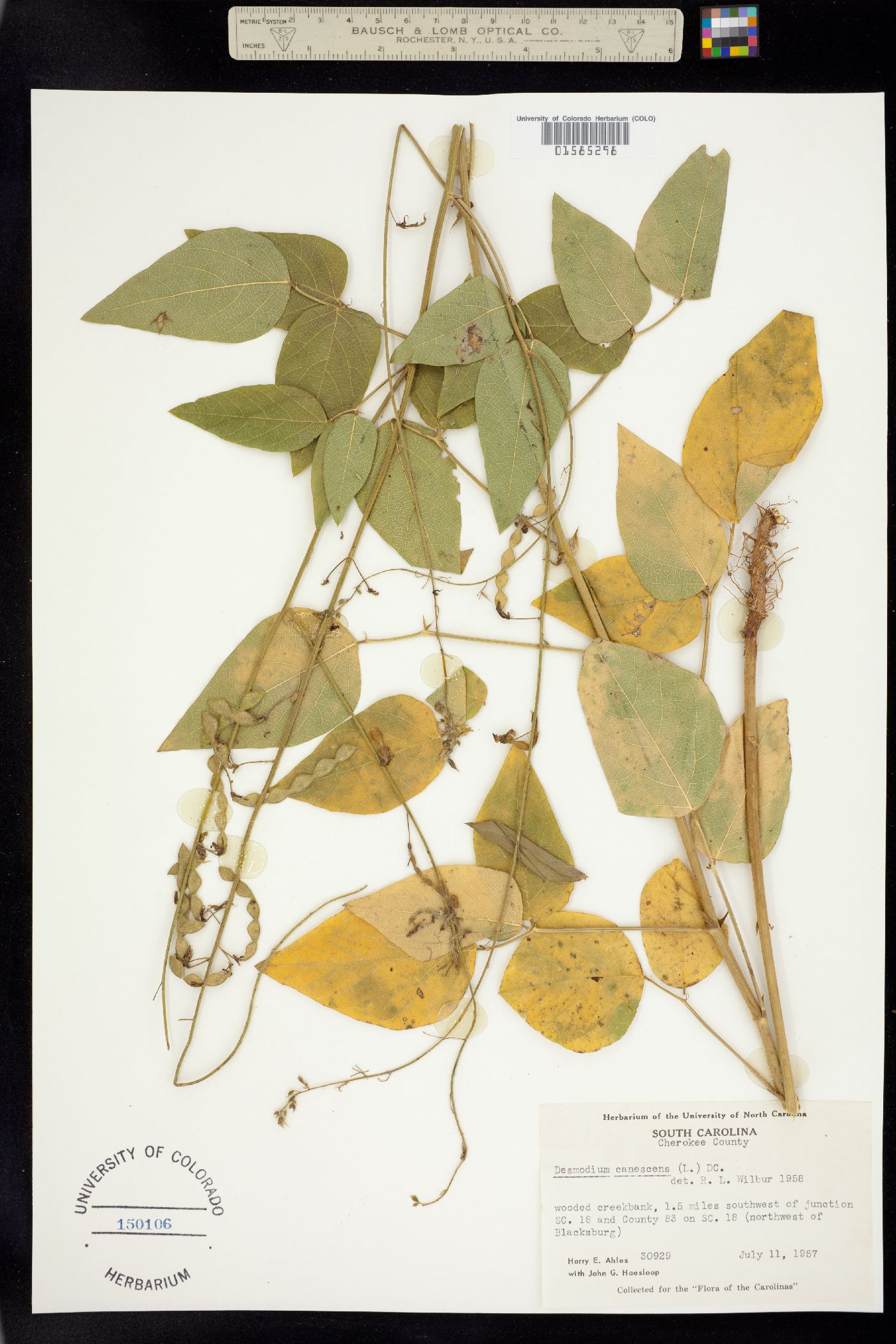 Desmodium canescens image