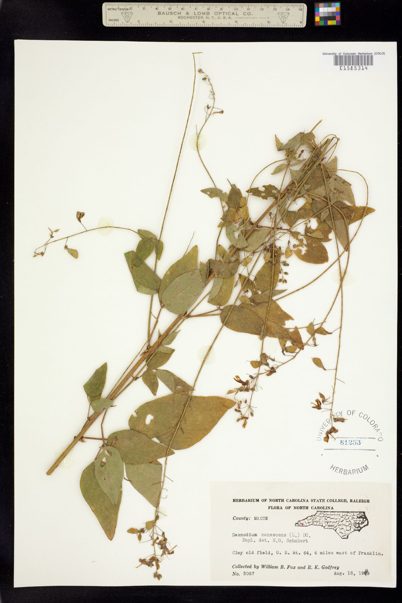 Desmodium canescens image