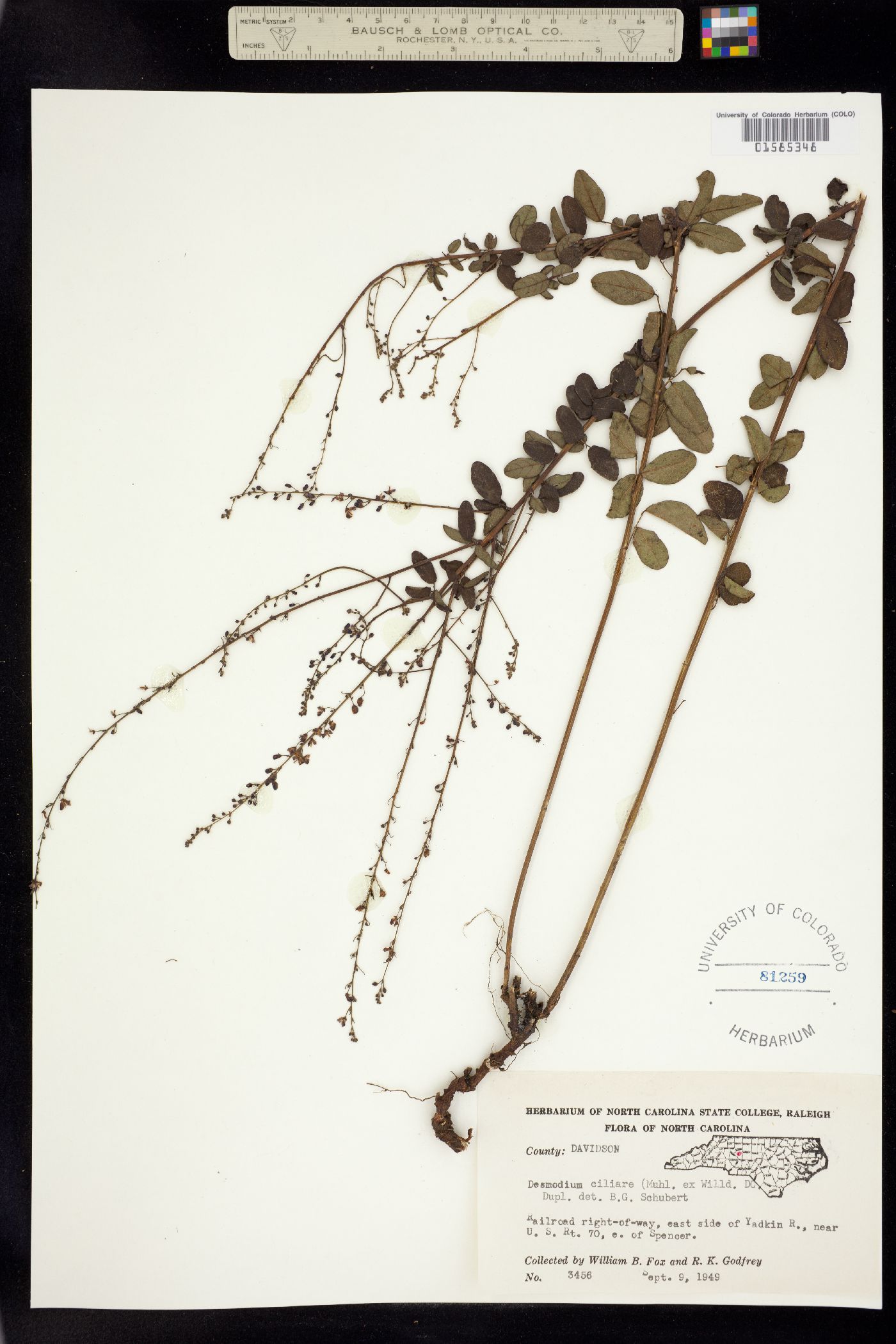 Desmodium ciliare image