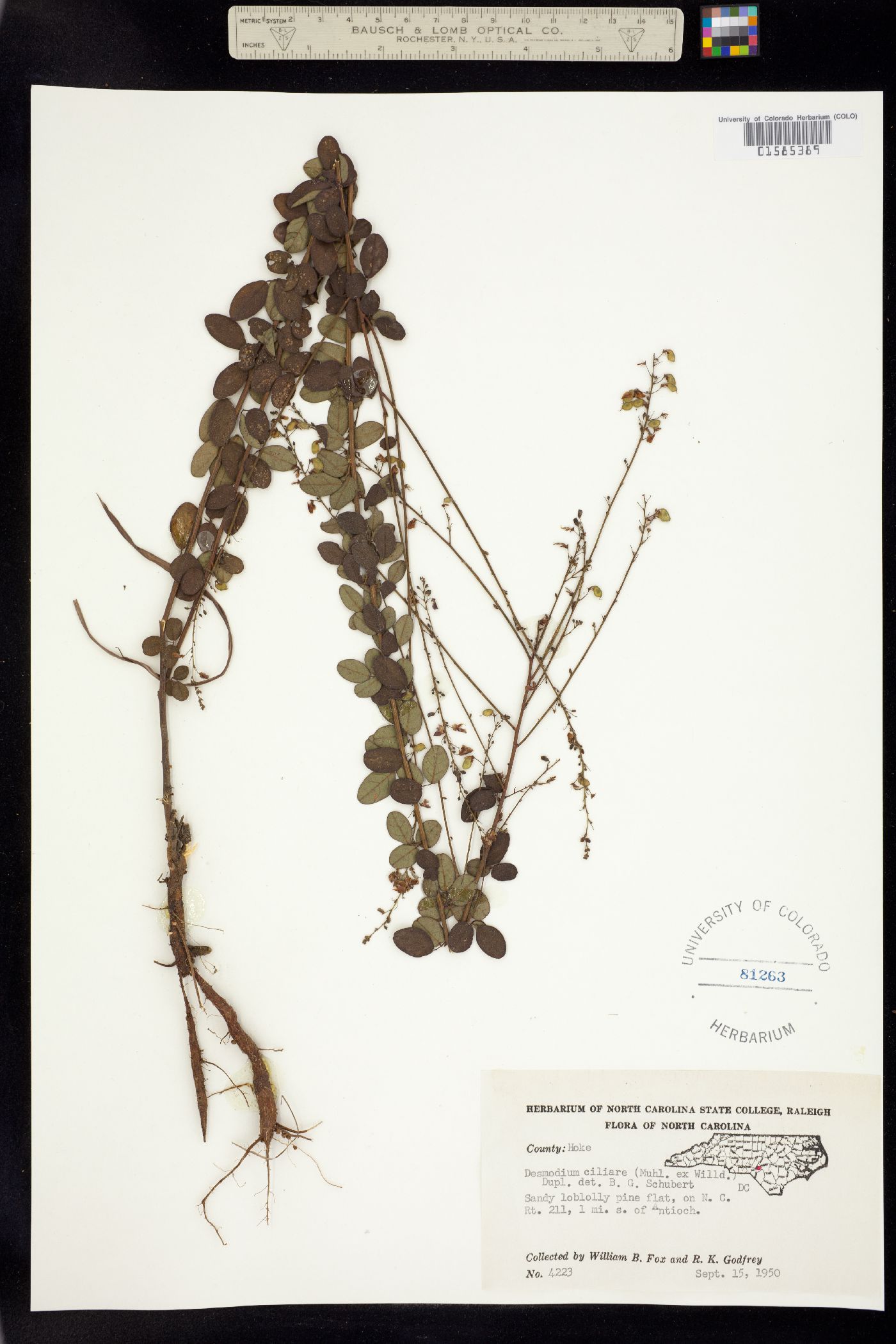 Desmodium ciliare image