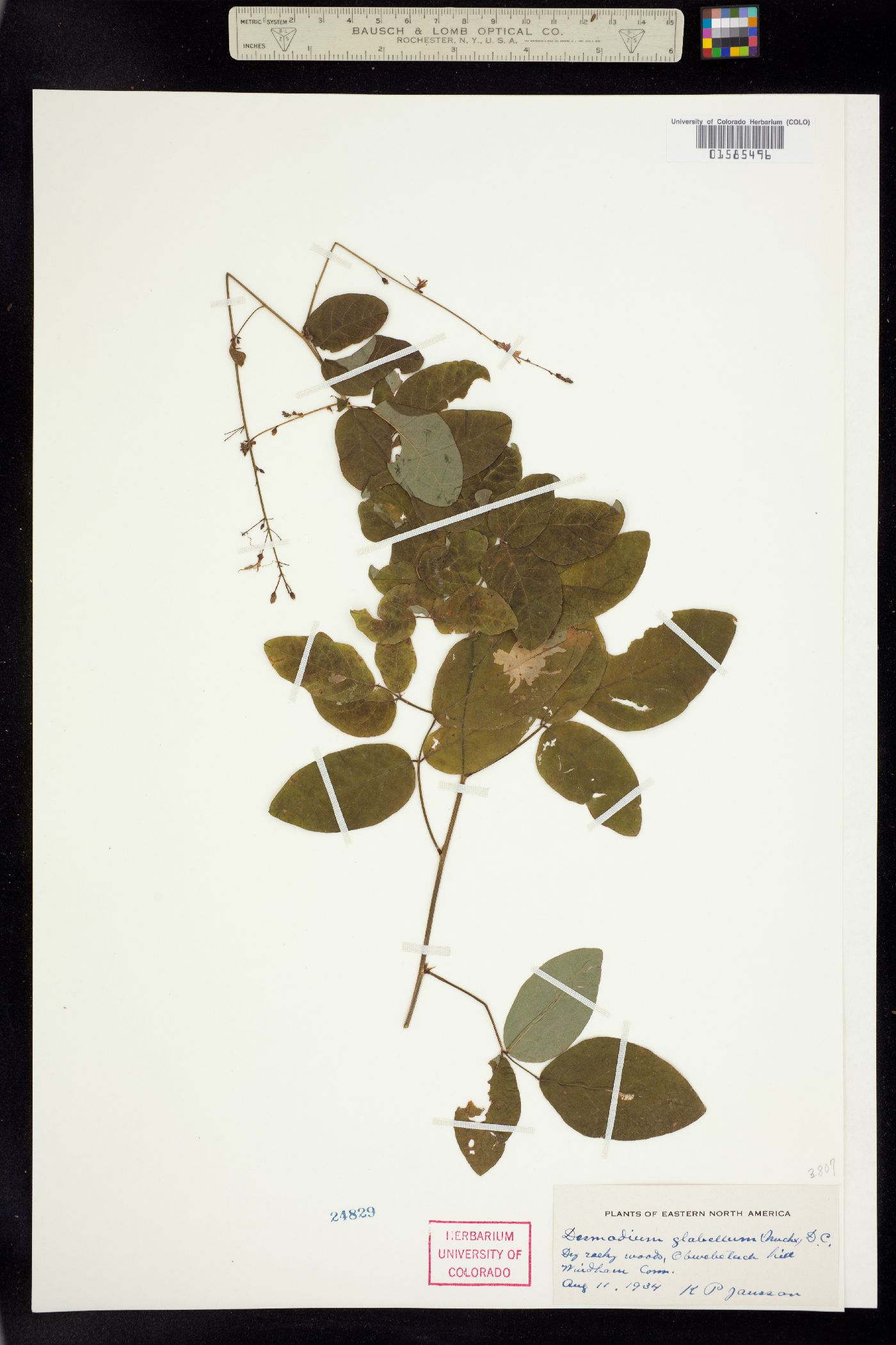 Desmodium glabellum image
