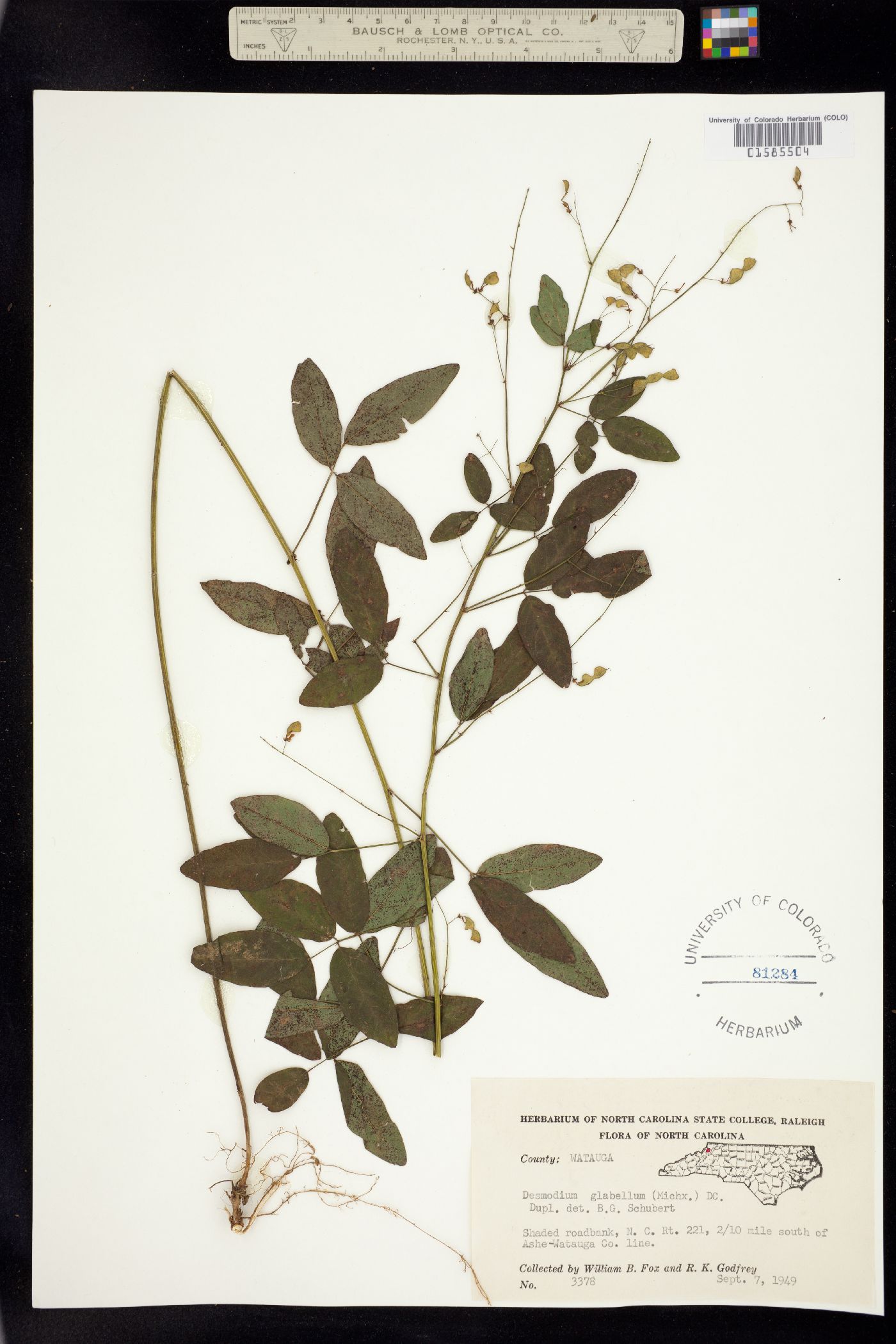 Desmodium glabellum image