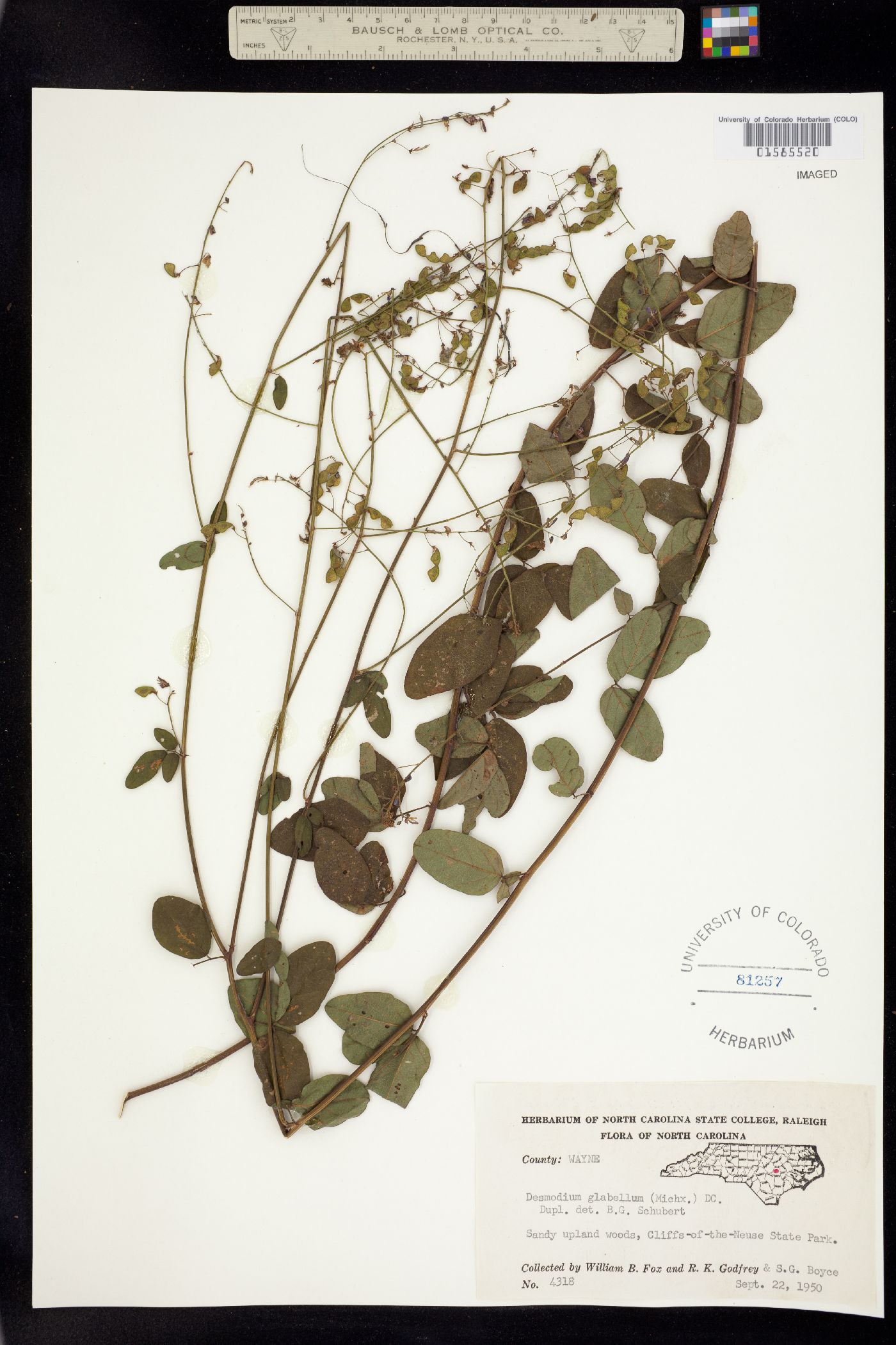 Desmodium glabellum image