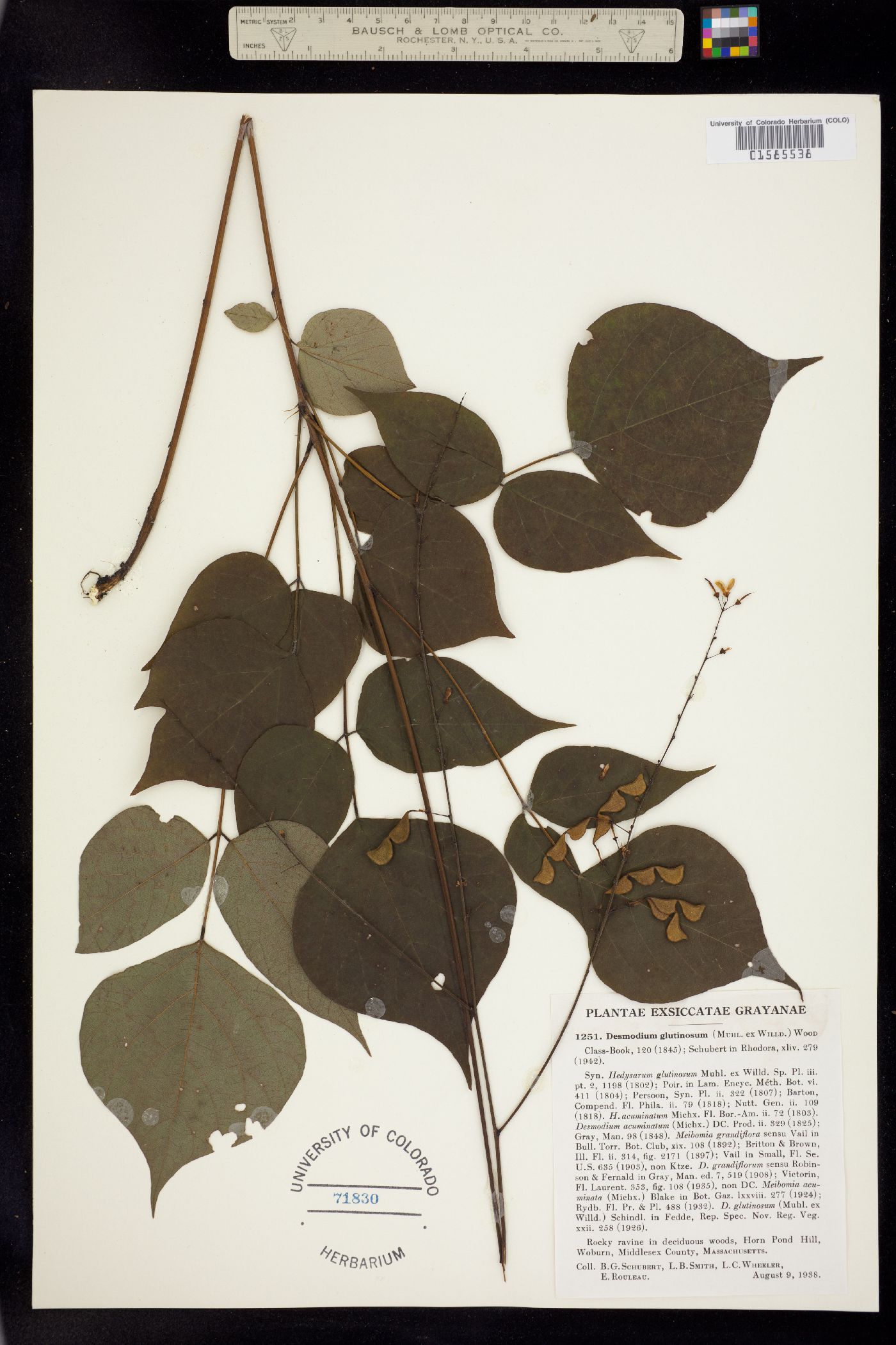 Desmodium grahamii image