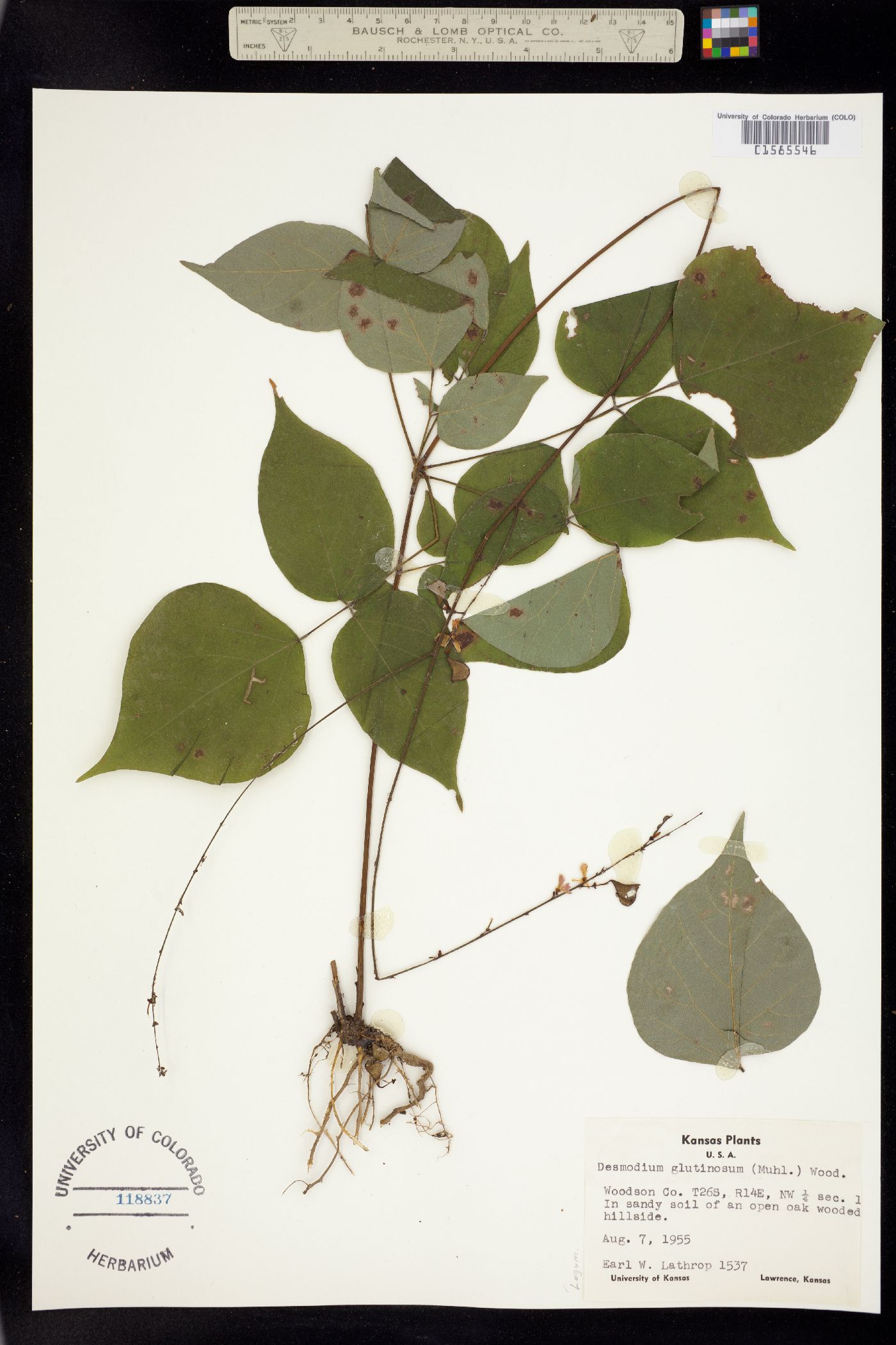 Desmodium glutinosum image