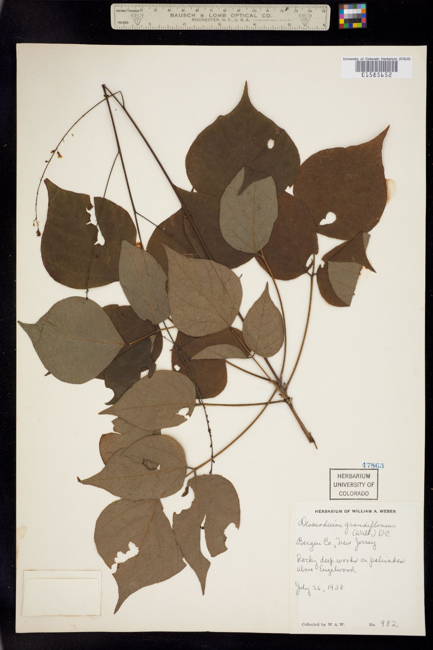 Desmodium cuspidatum var. cuspidatum image