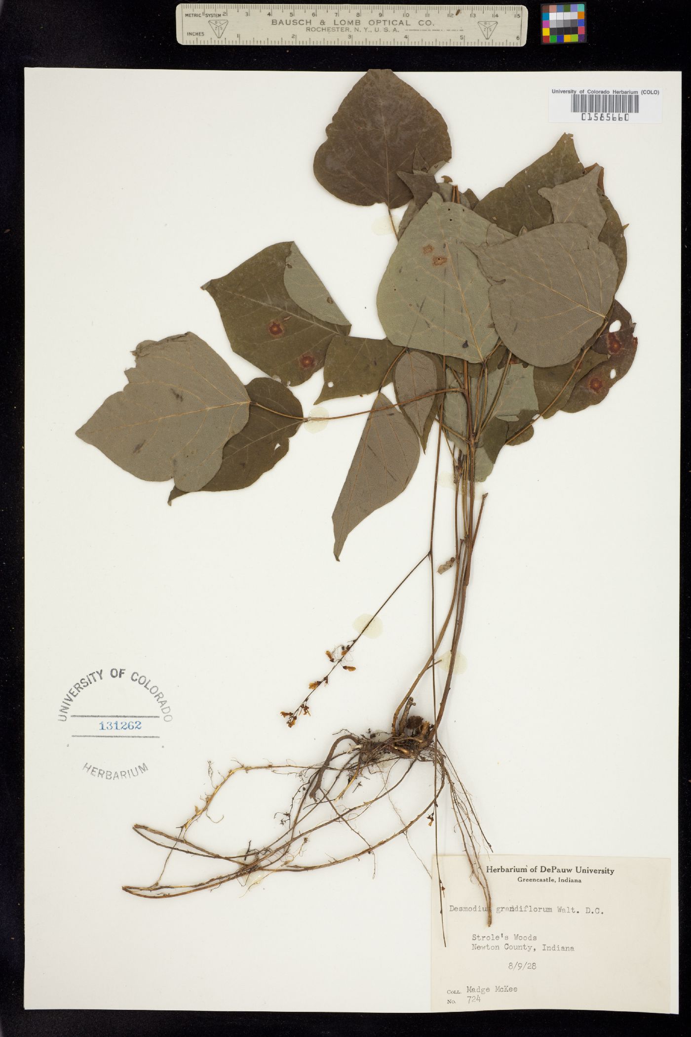 Desmodium cuspidatum var. cuspidatum image