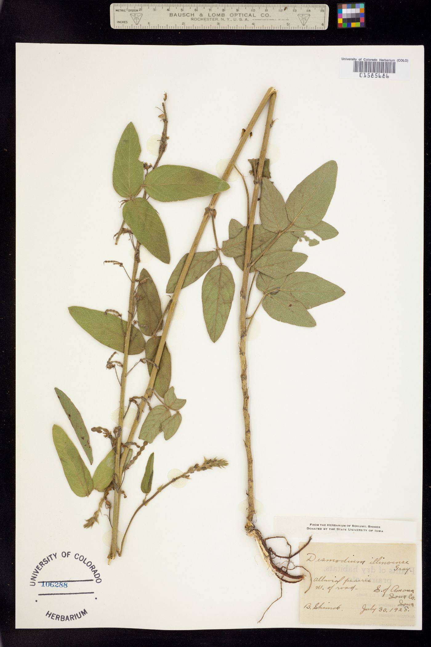 Desmodium illinoense image