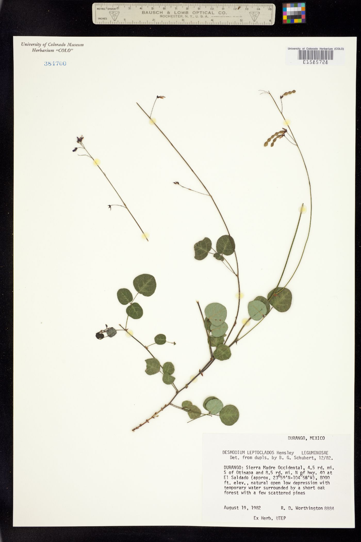 Desmodium leptoclados image