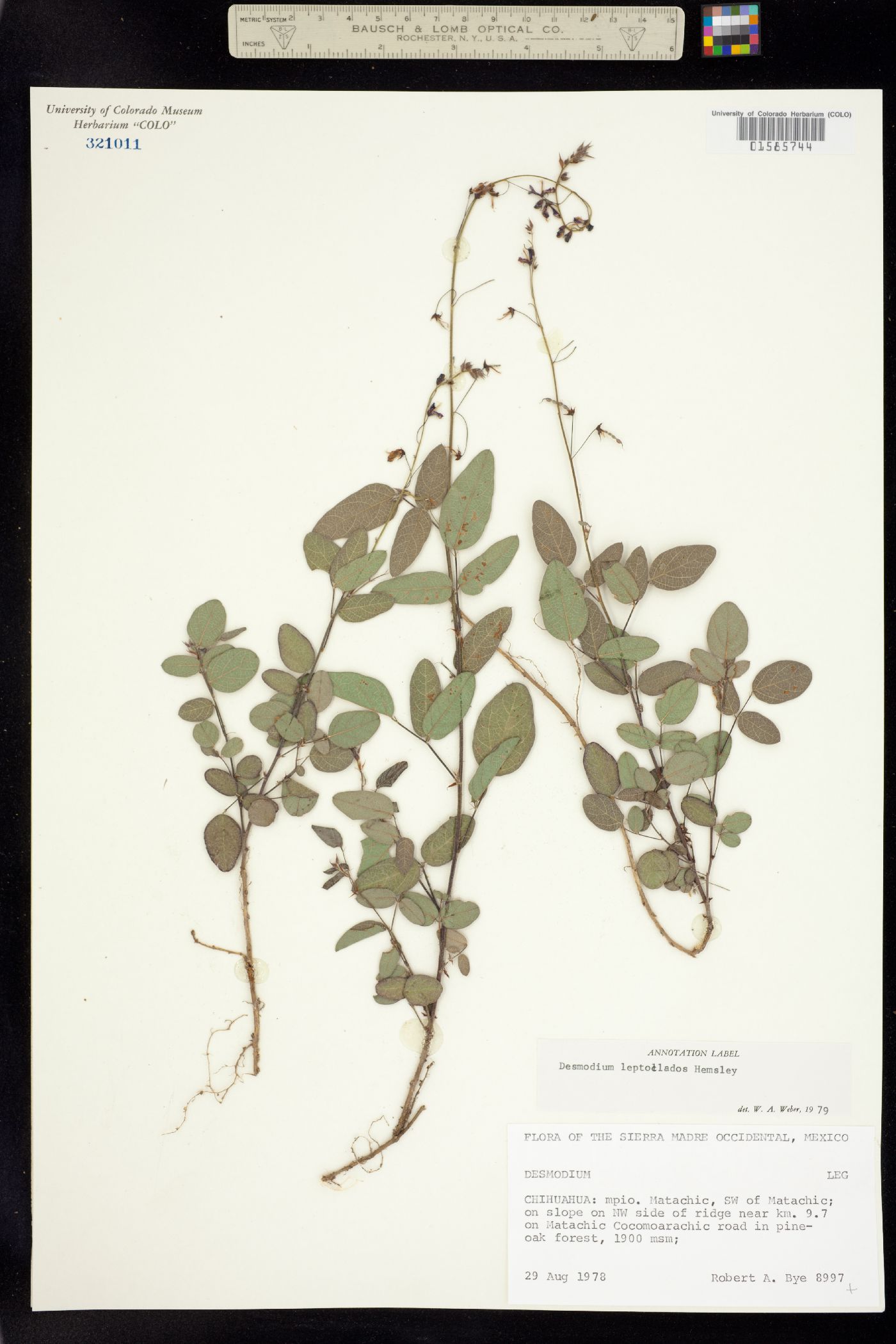 Desmodium leptoclados image