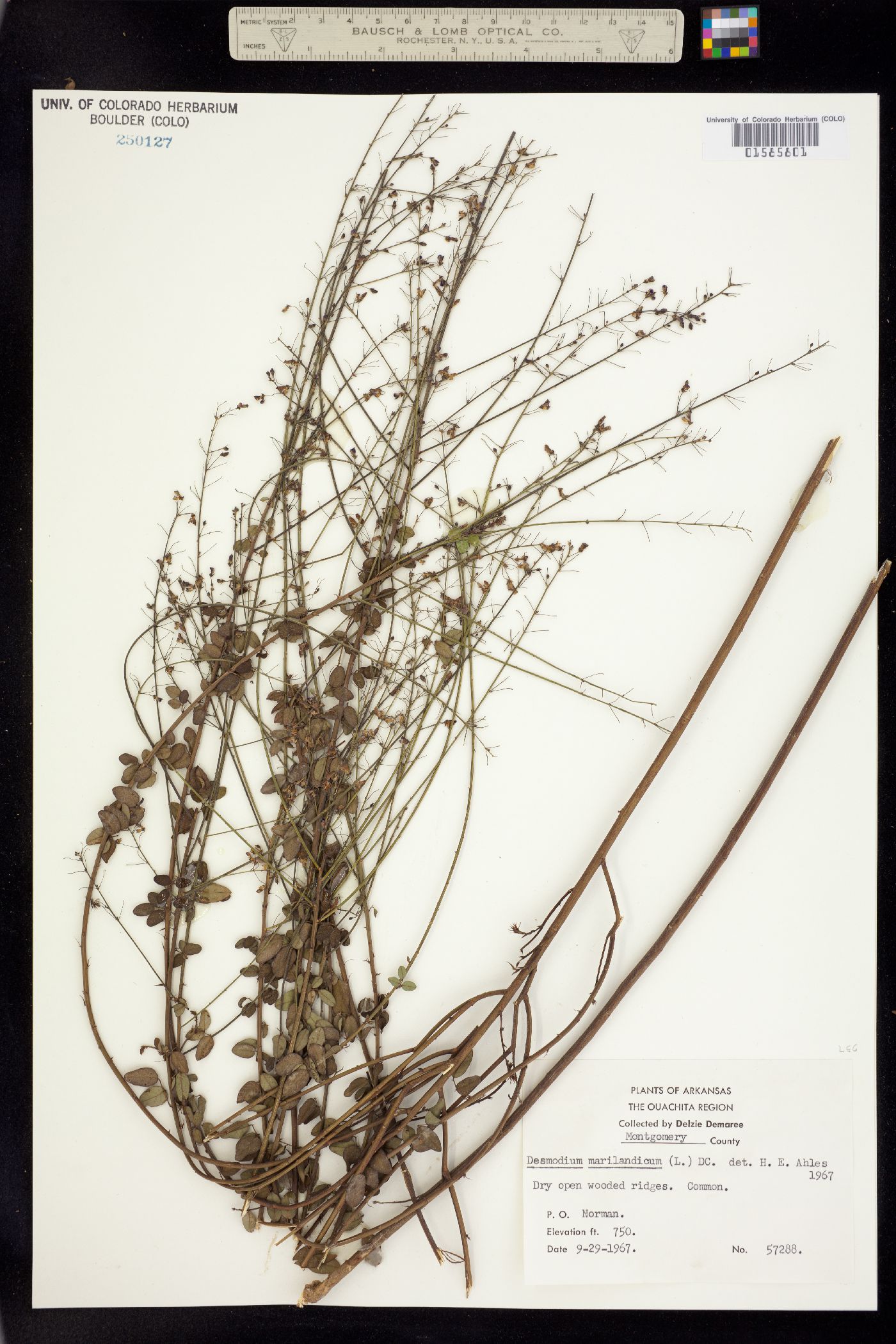 Desmodium marilandicum image