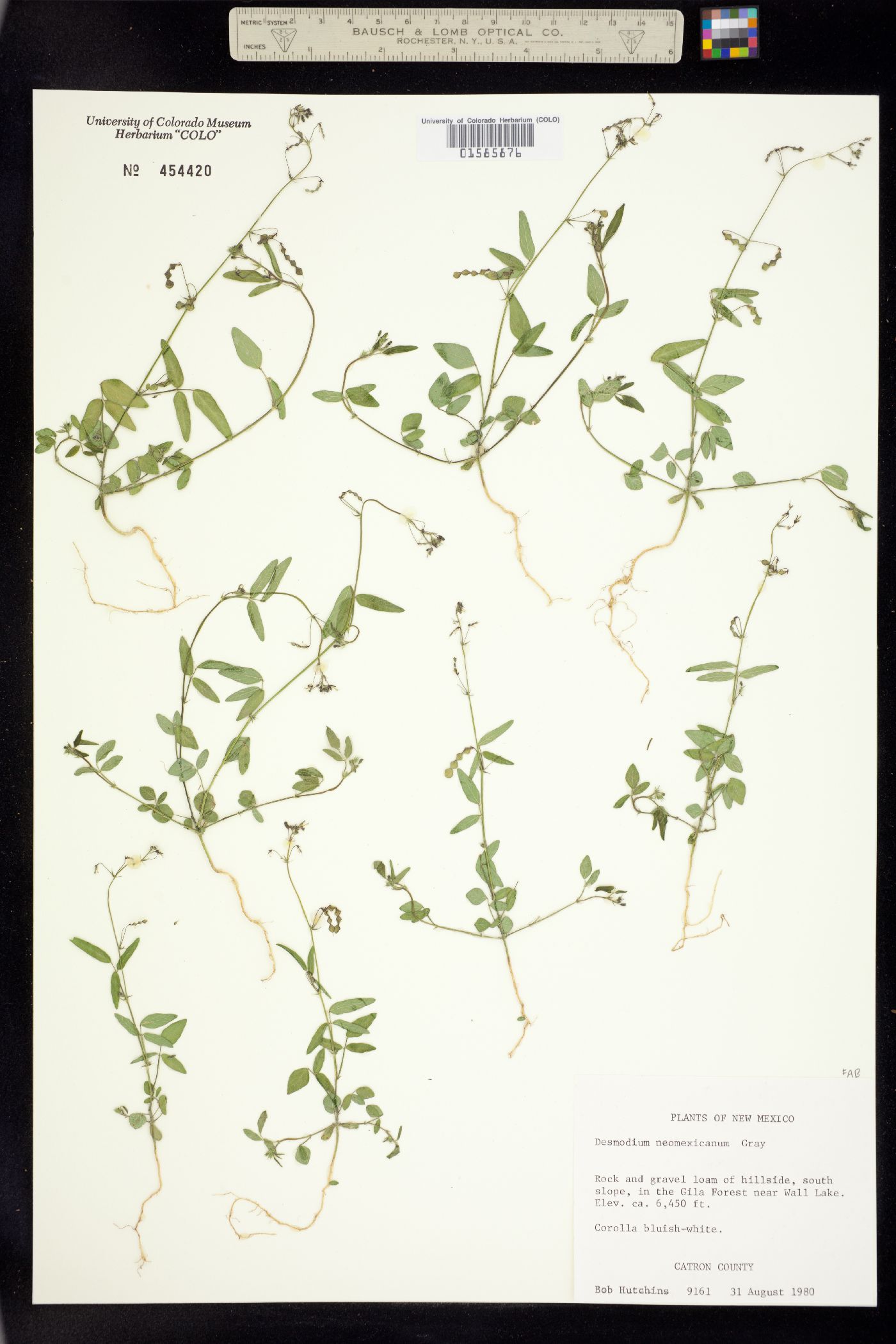 Desmodium neomexicanum image