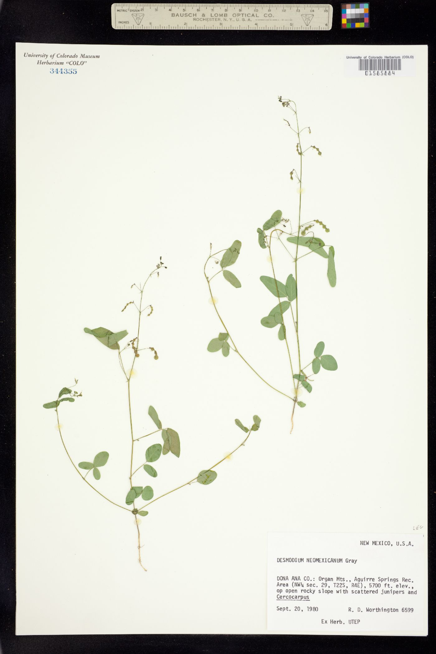 Desmodium neomexicanum image