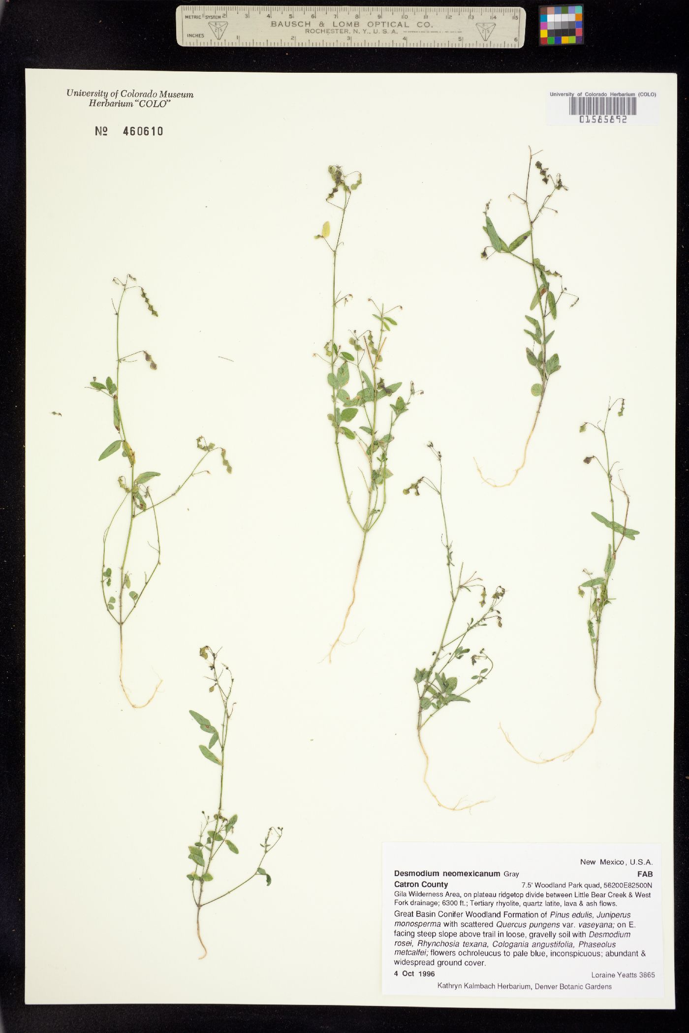 Desmodium neomexicanum image