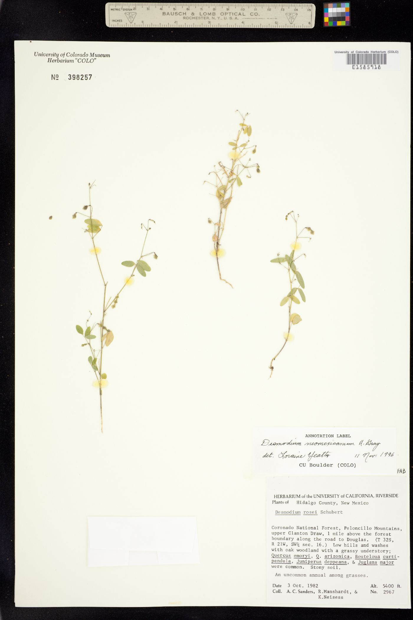 Desmodium neomexicanum image
