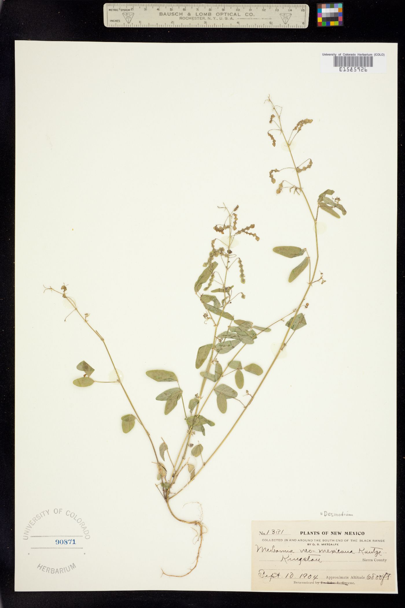 Desmodium neomexicanum image