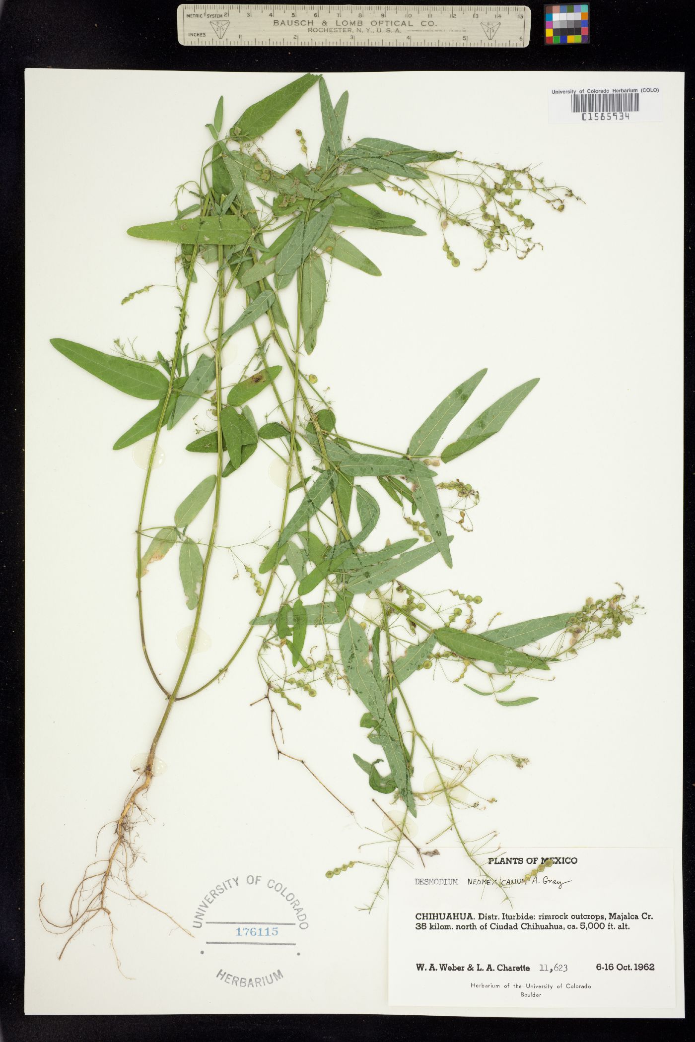 Desmodium neomexicanum image