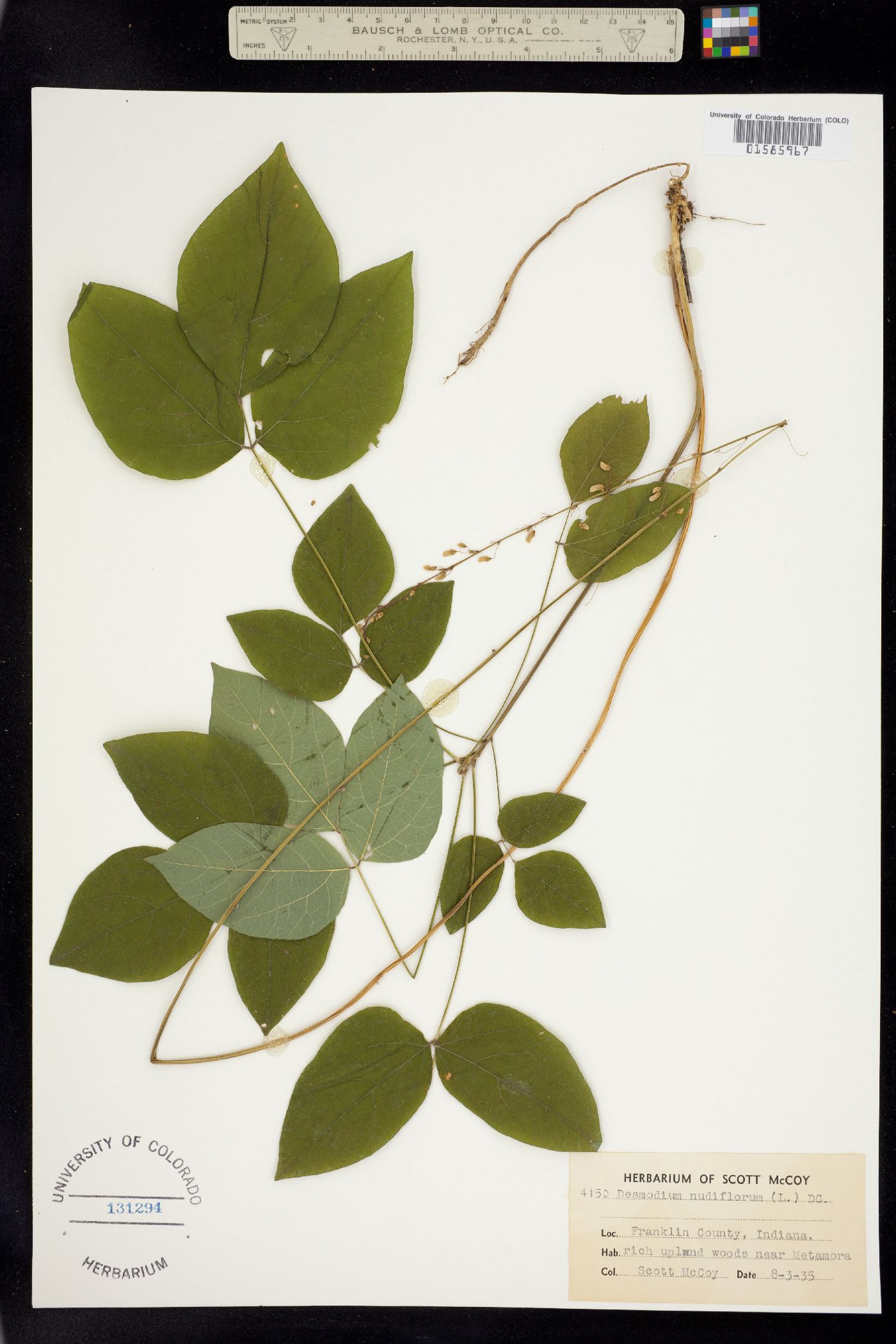 Desmodium nudiflorum image
