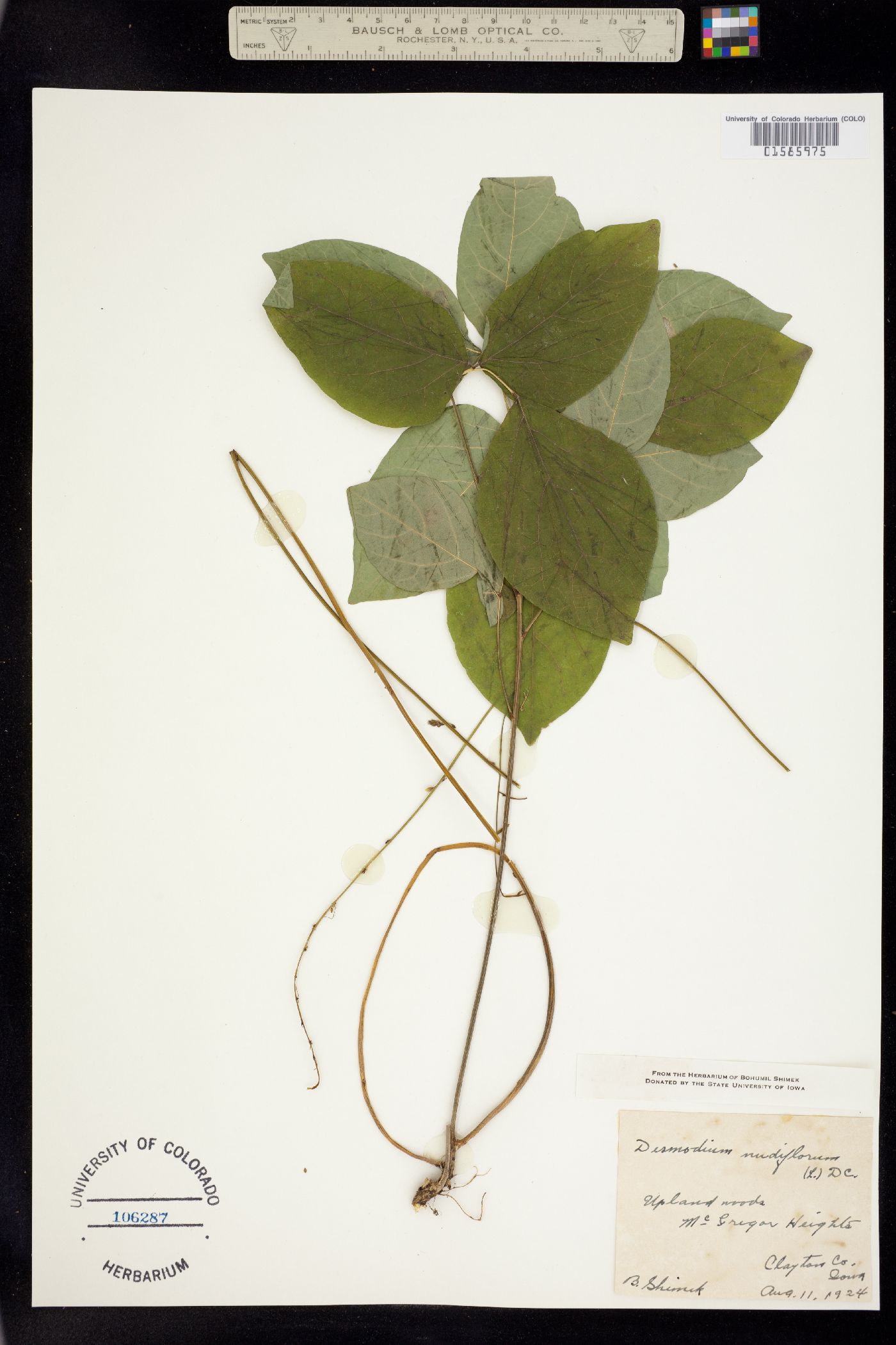 Desmodium nudiflorum image