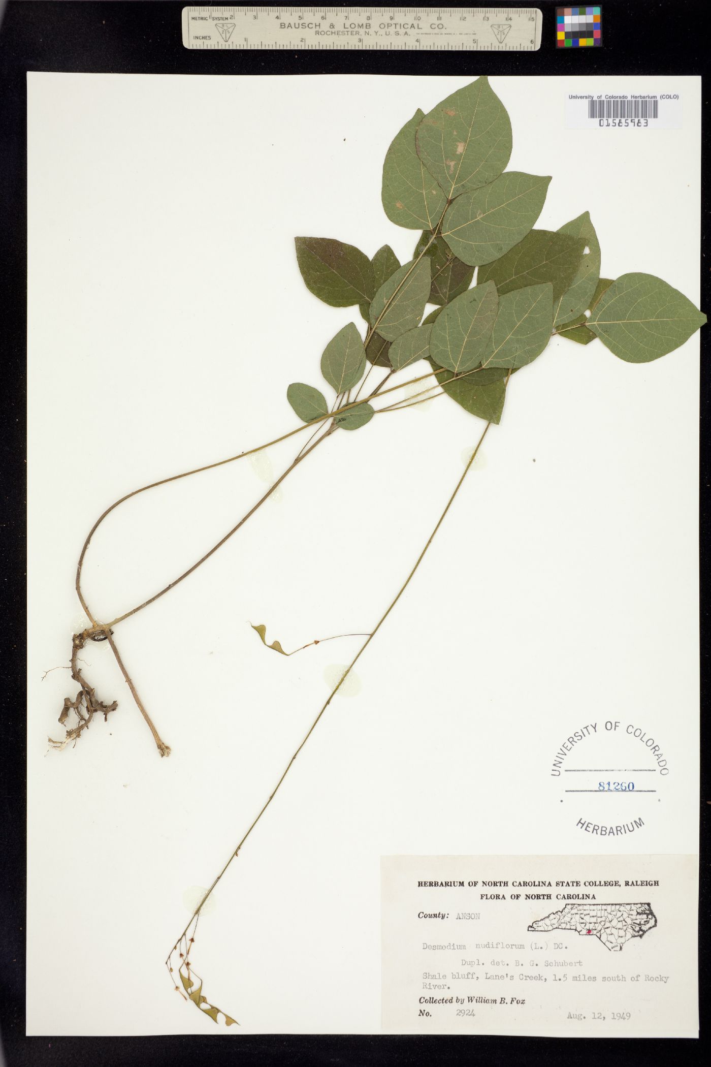 Desmodium nudiflorum image
