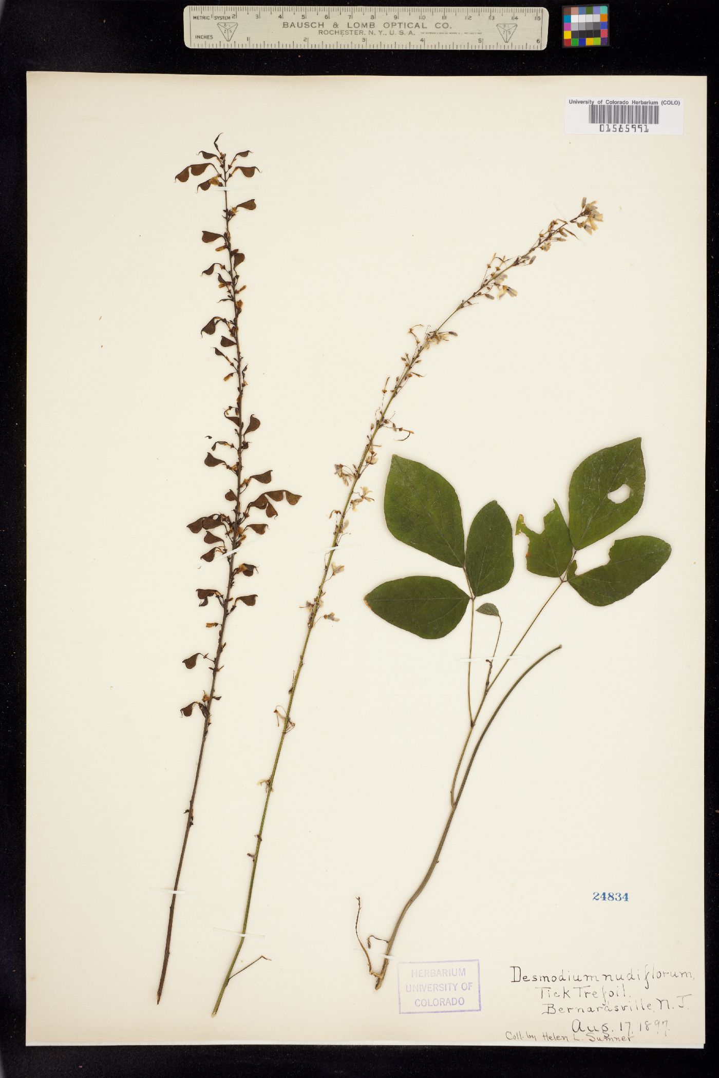 Desmodium nudiflorum image