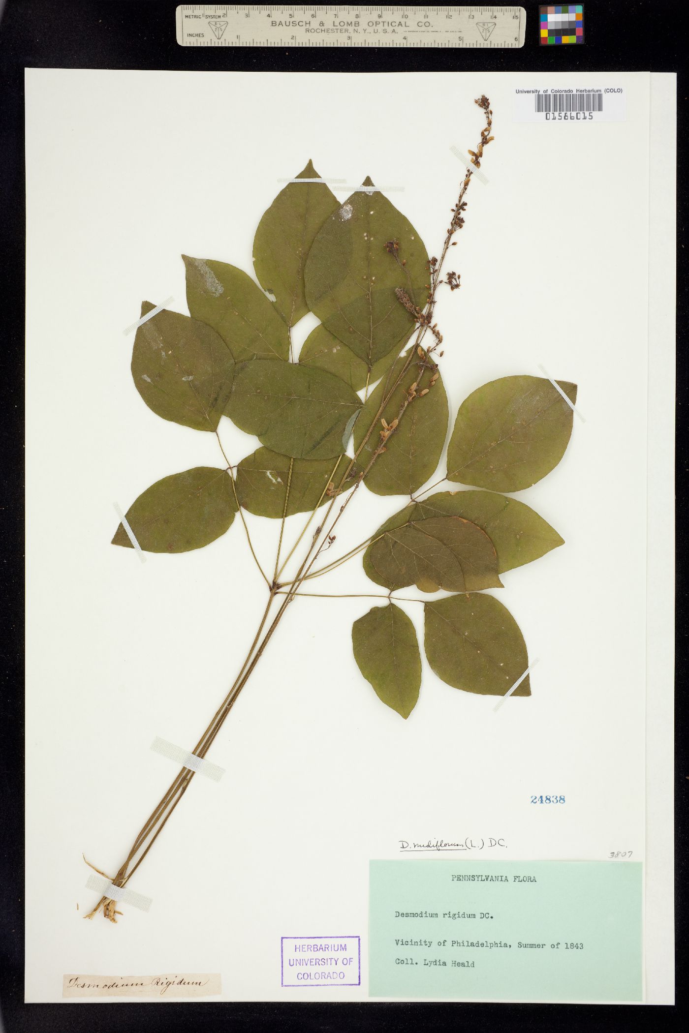 Desmodium nudiflorum image