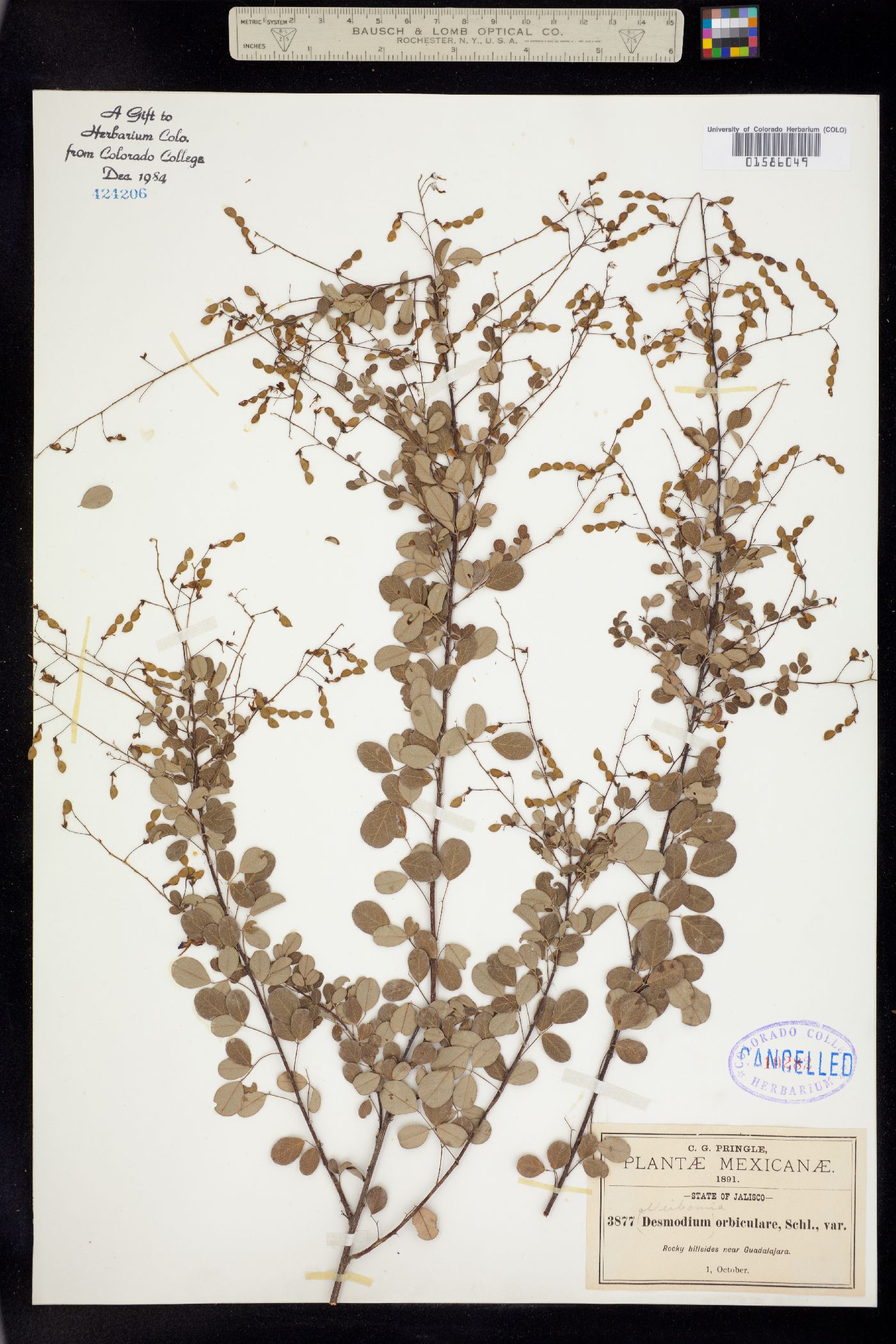 Desmodium orbiculare image