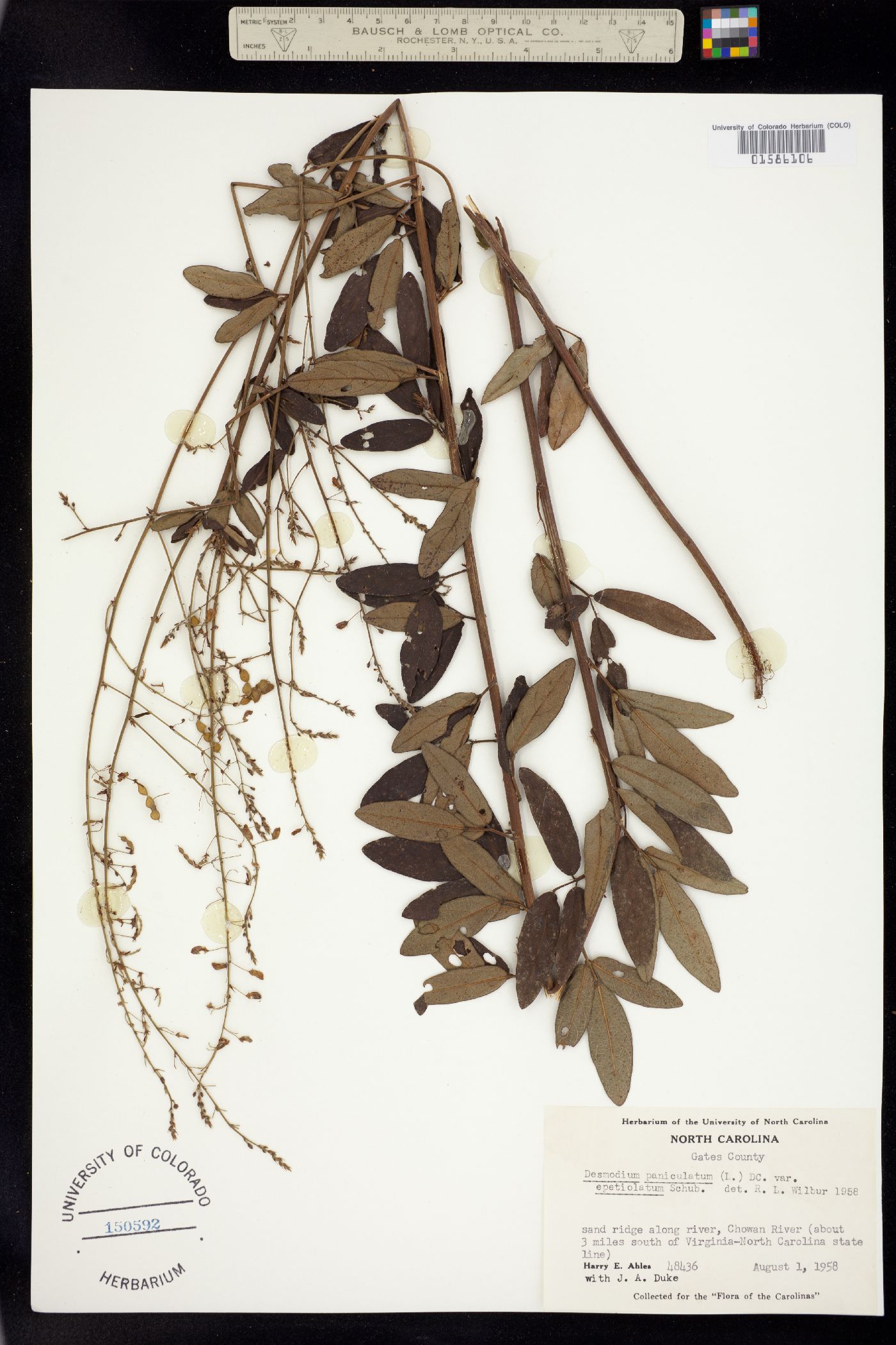 Desmodium paniculatum image