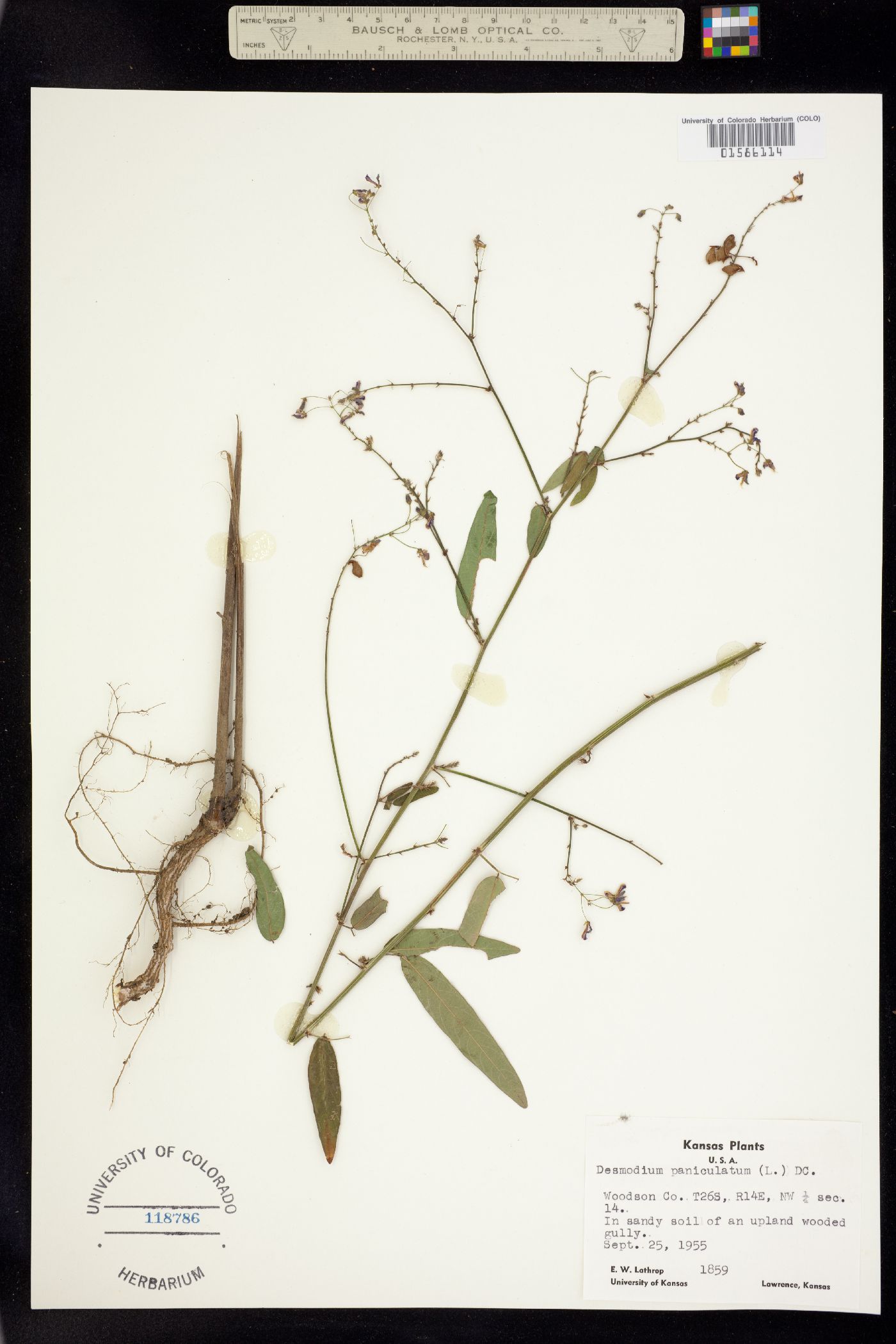 Desmodium paniculatum image