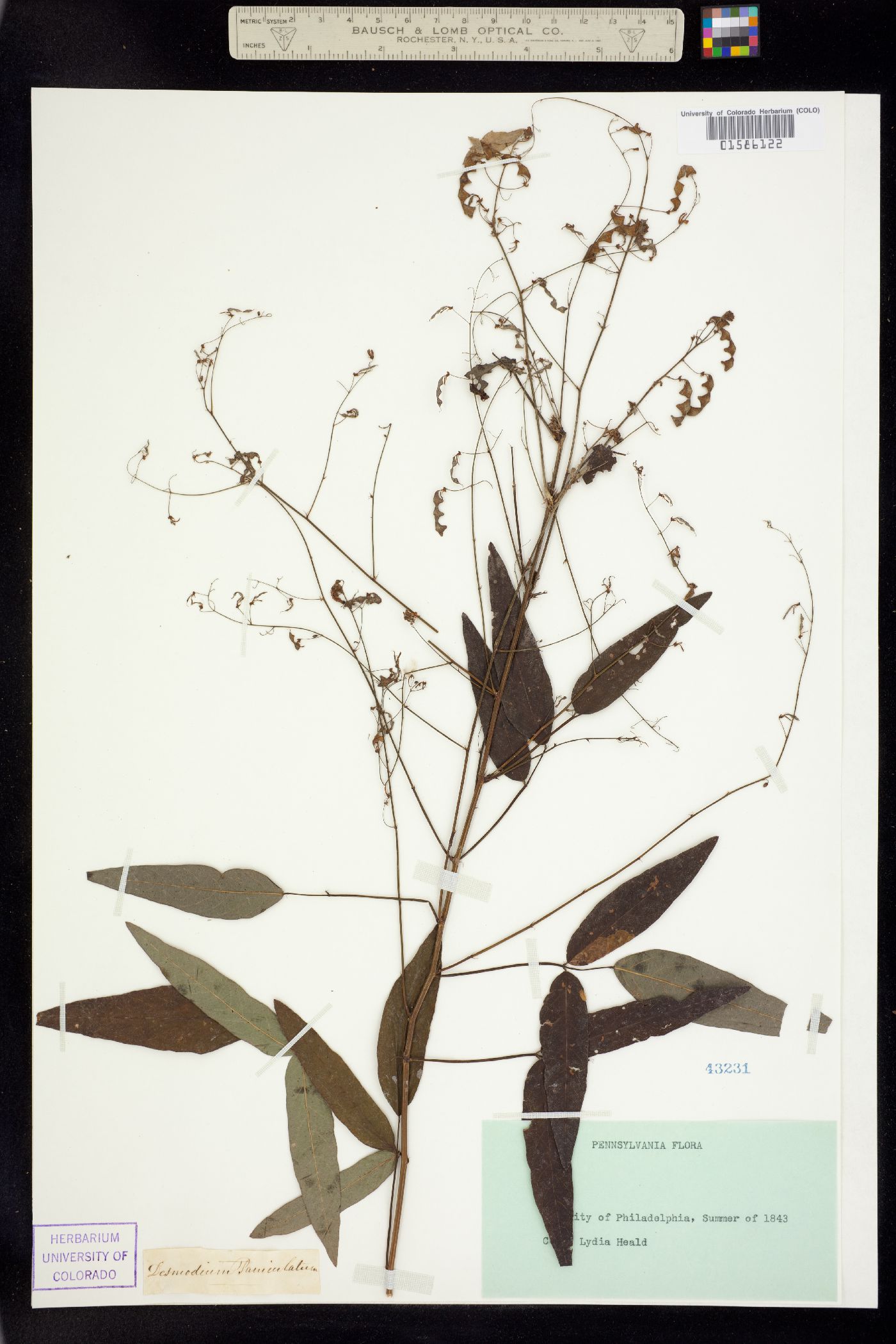 Desmodium paniculatum image