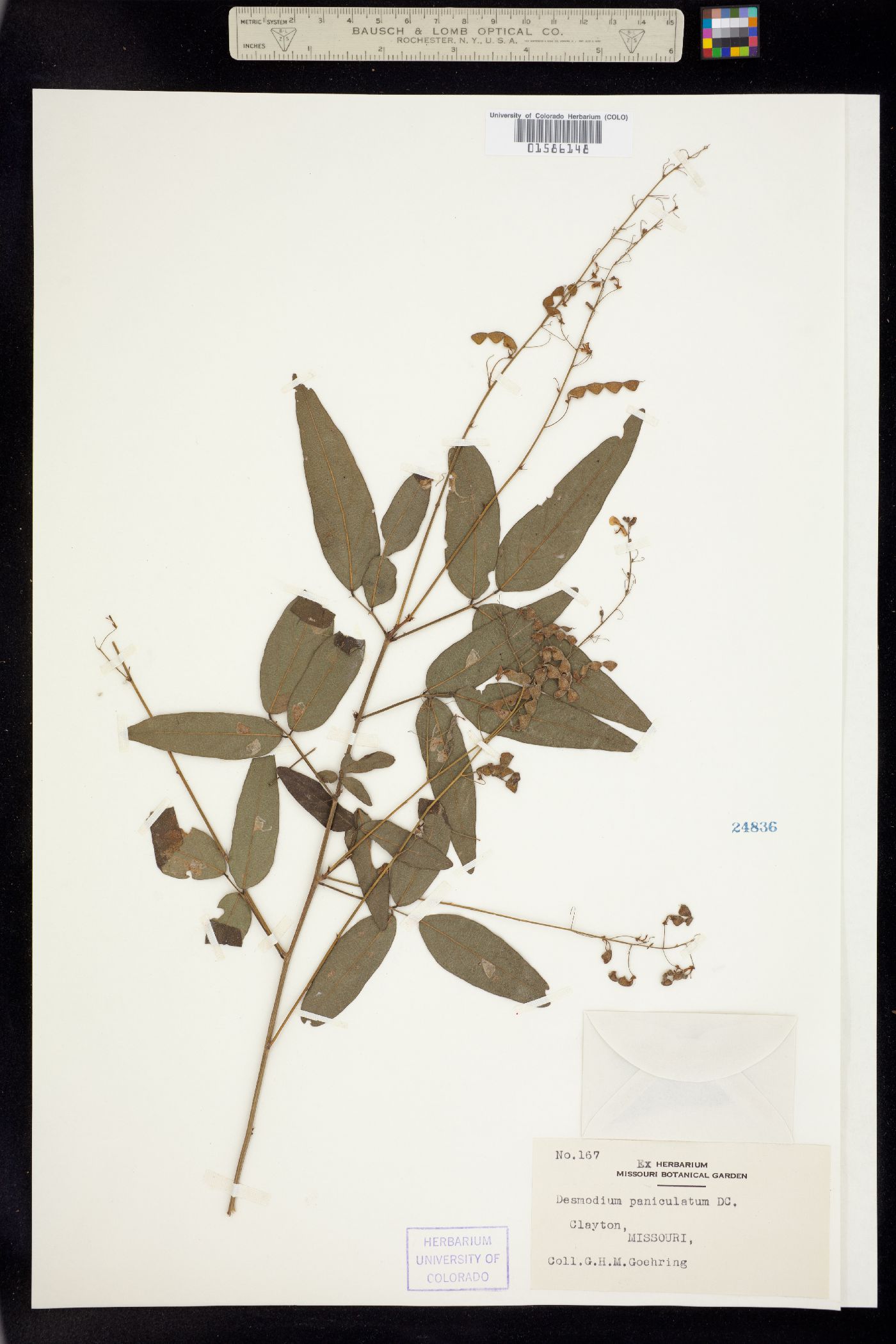 Desmodium image