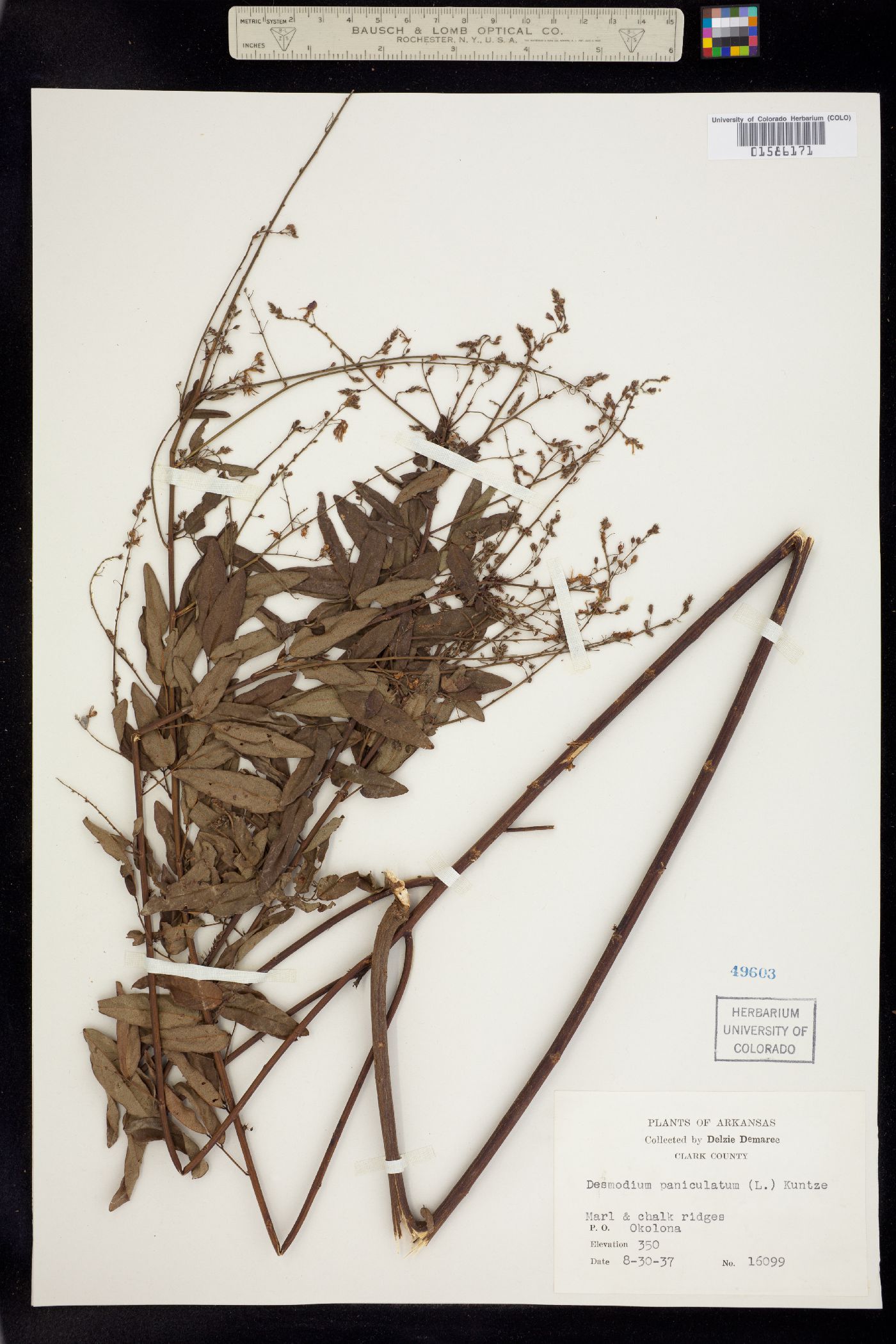 Desmodium paniculatum image