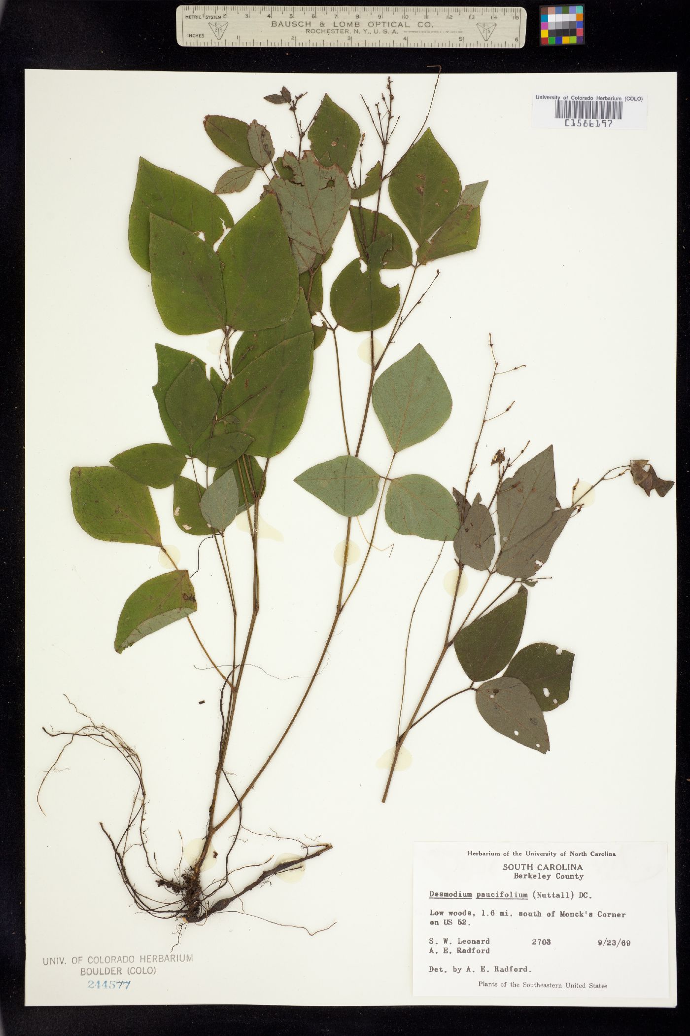 Desmodium pauciflorum image