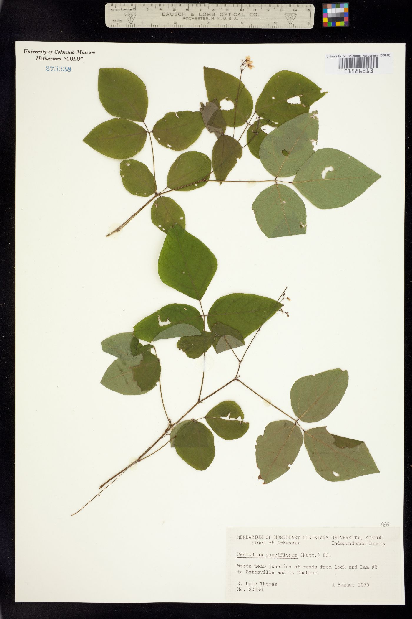 Desmodium pauciflorum image