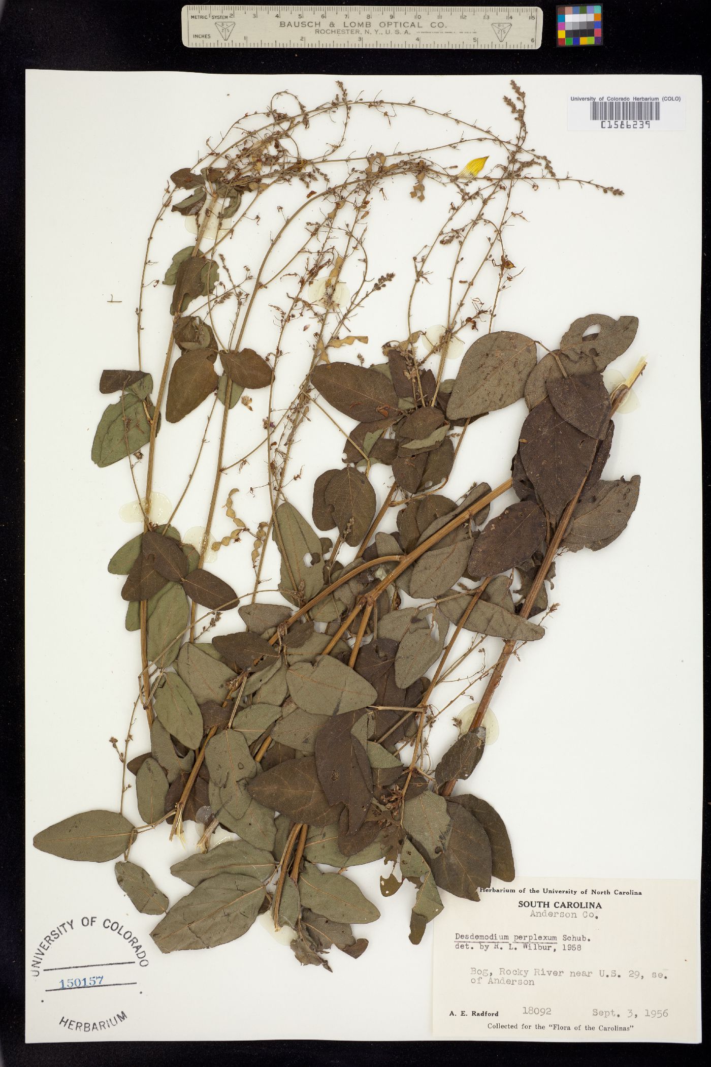 Desmodium perplexum image