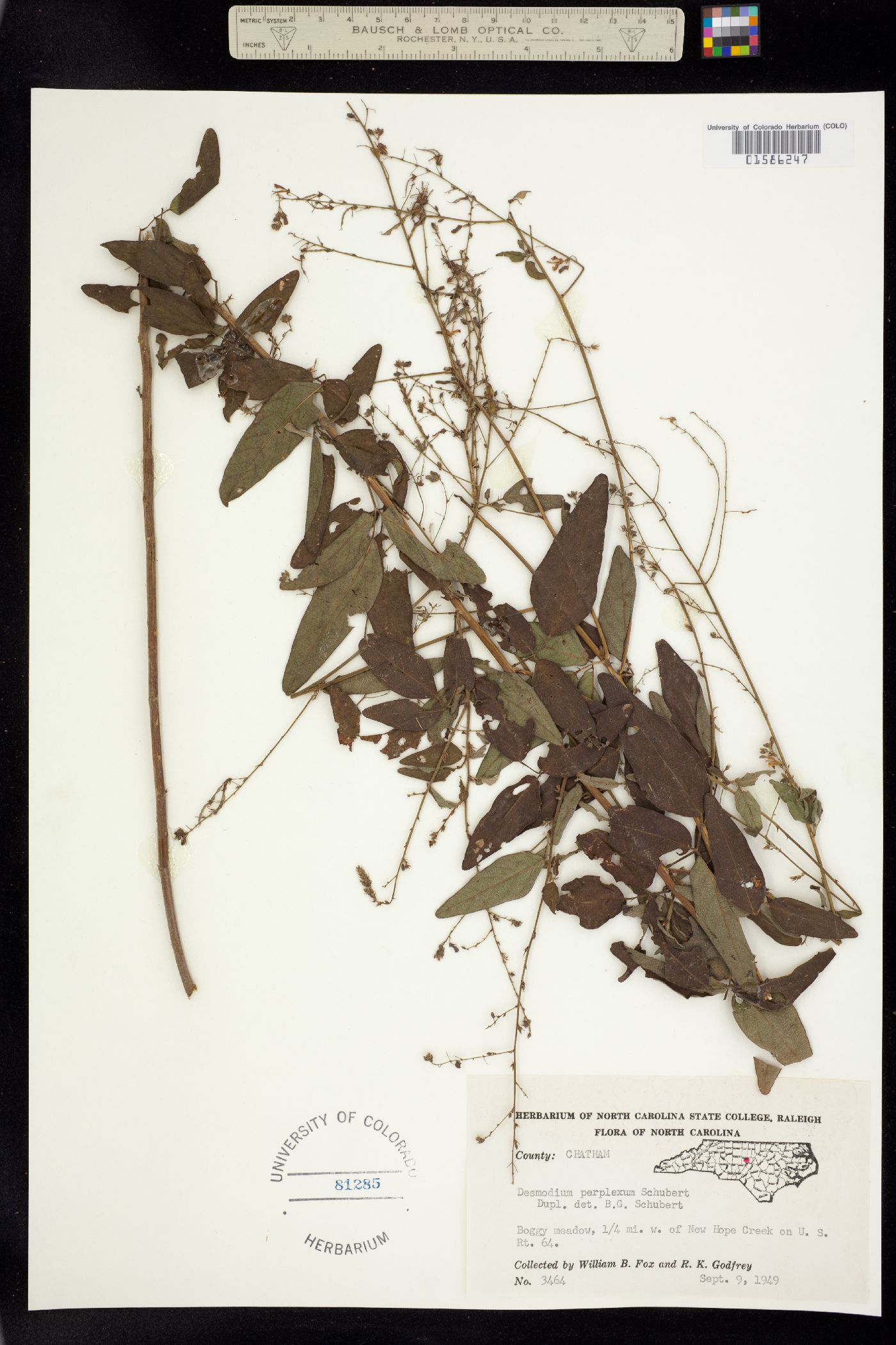 Desmodium perplexum image
