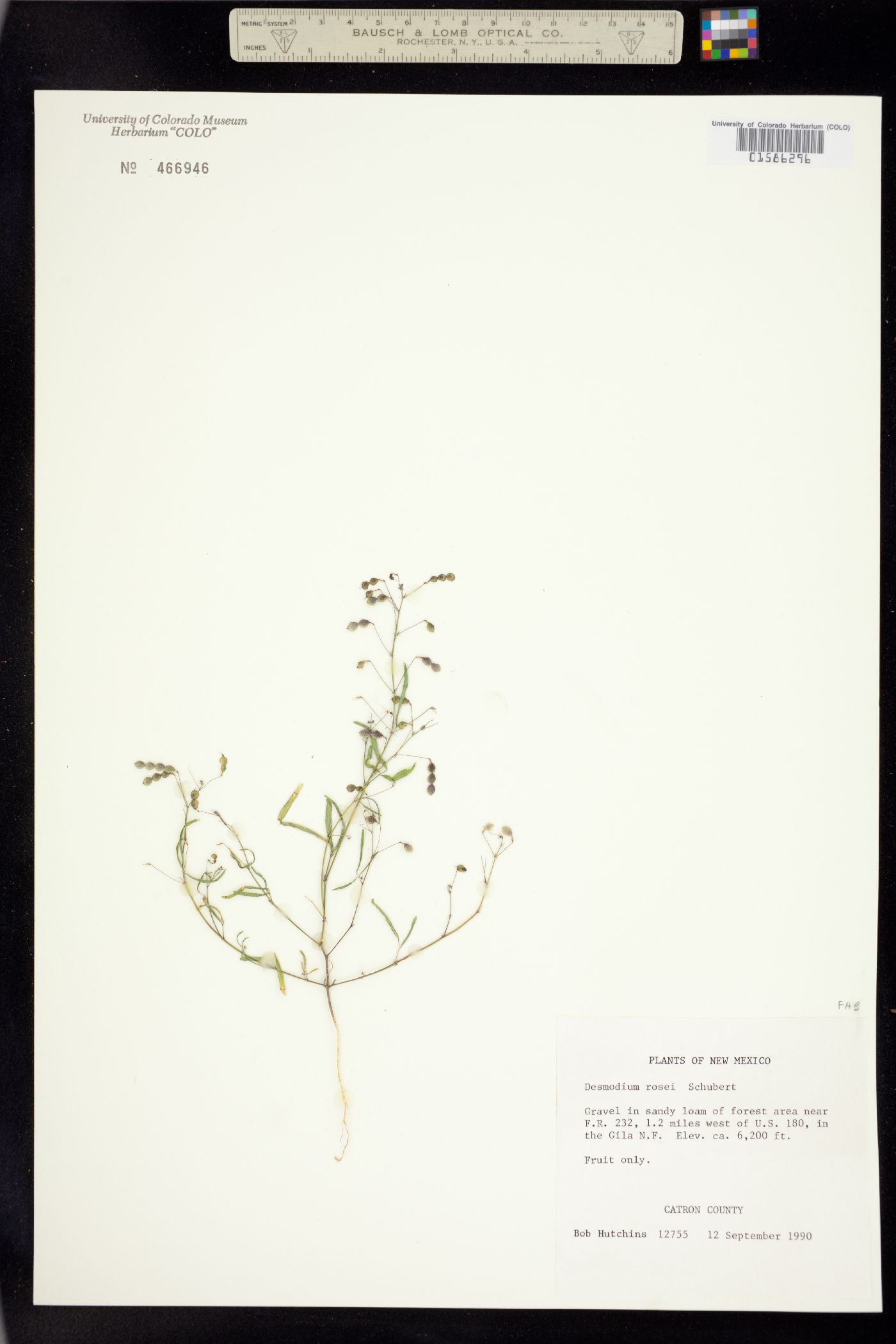 Desmodium rosei image