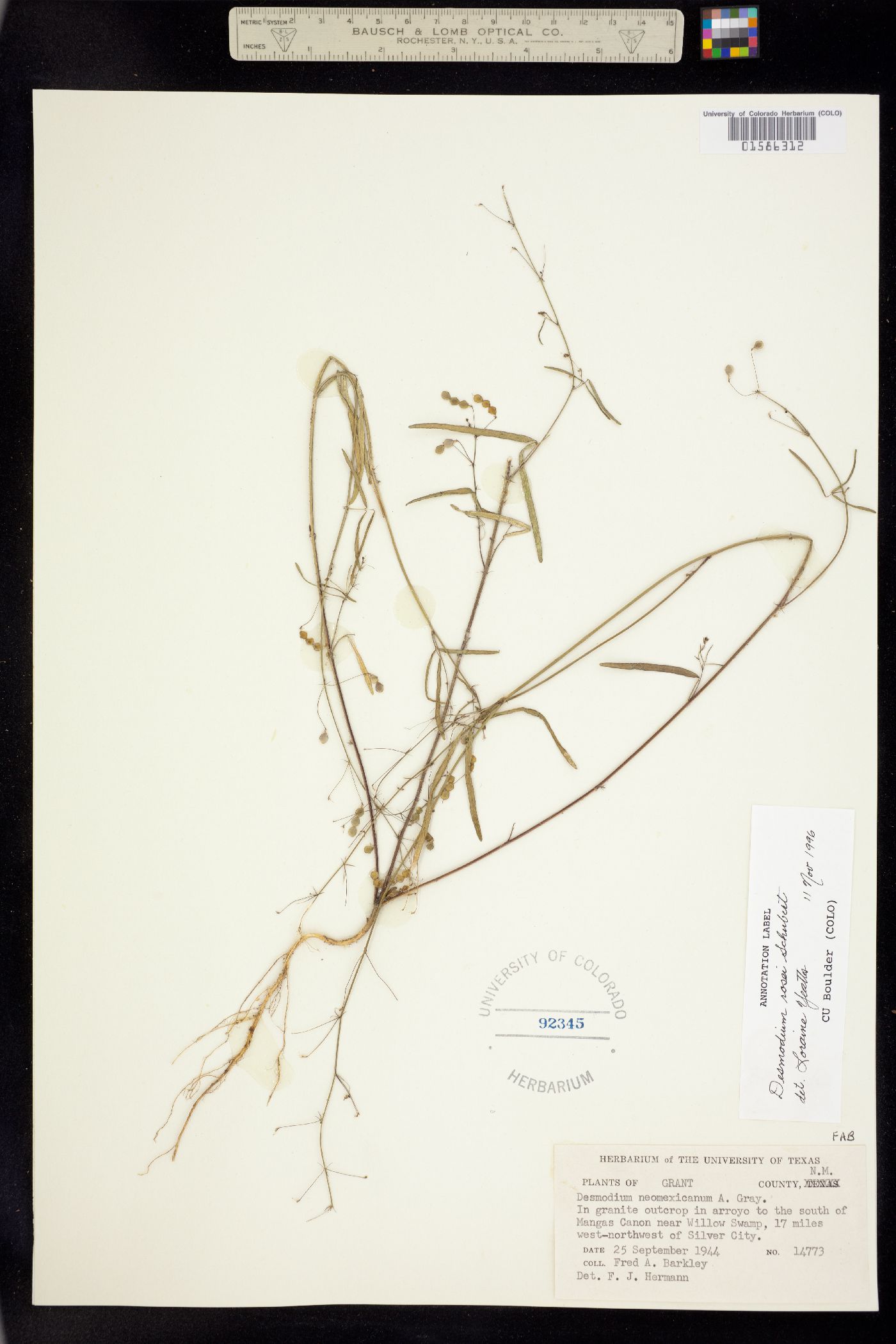 Desmodium rosei image