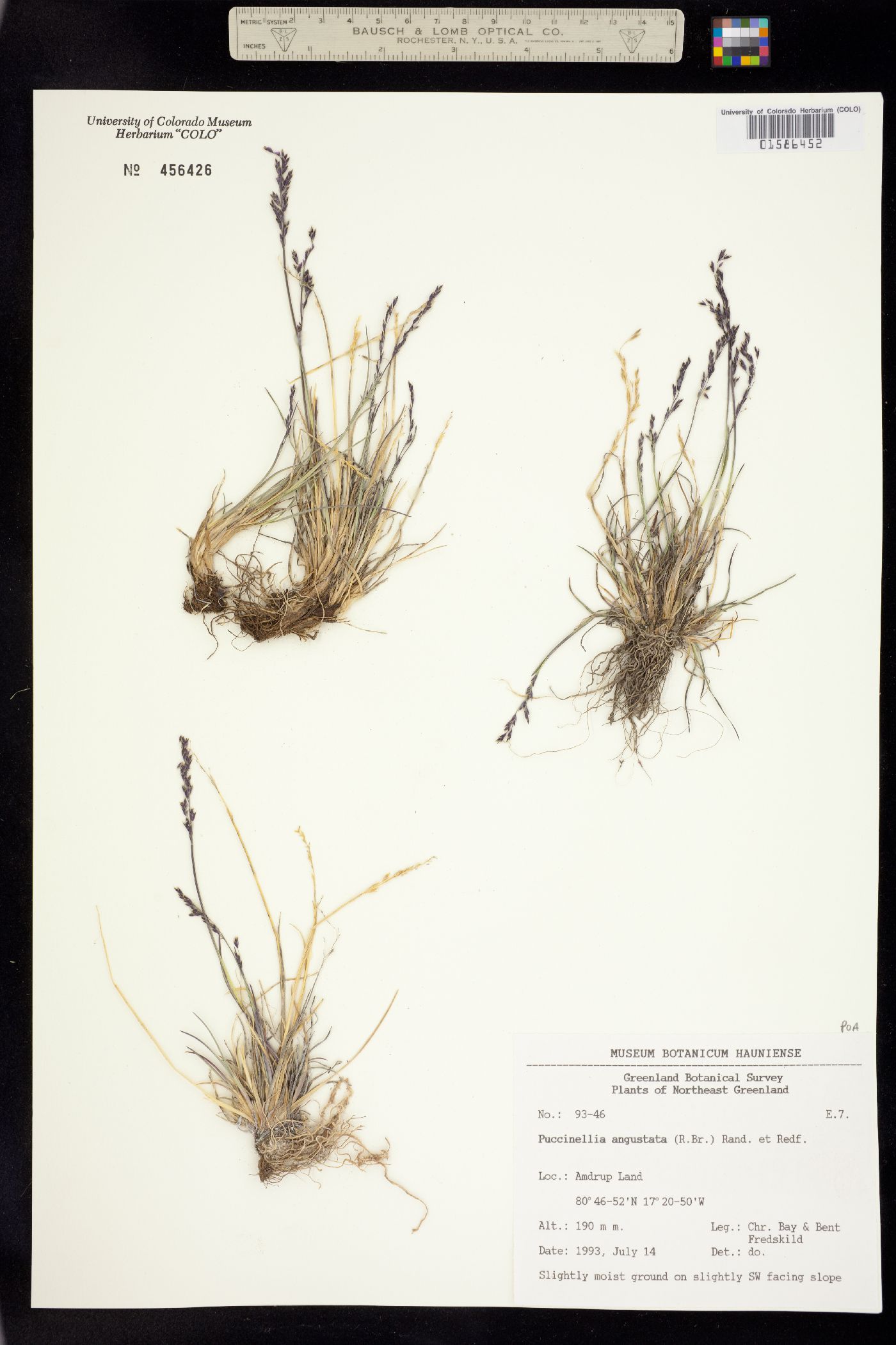 Puccinellia angustata image