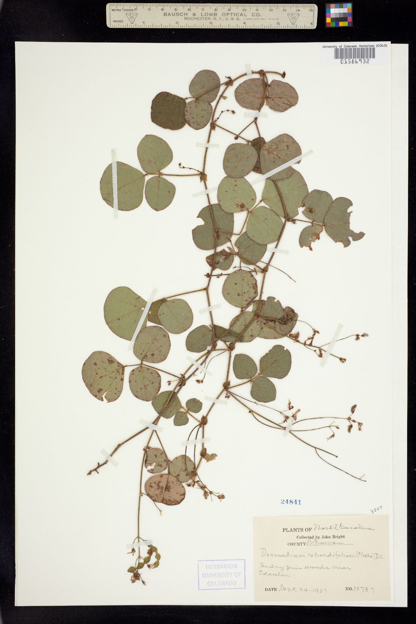 Desmodium rotundifolium image