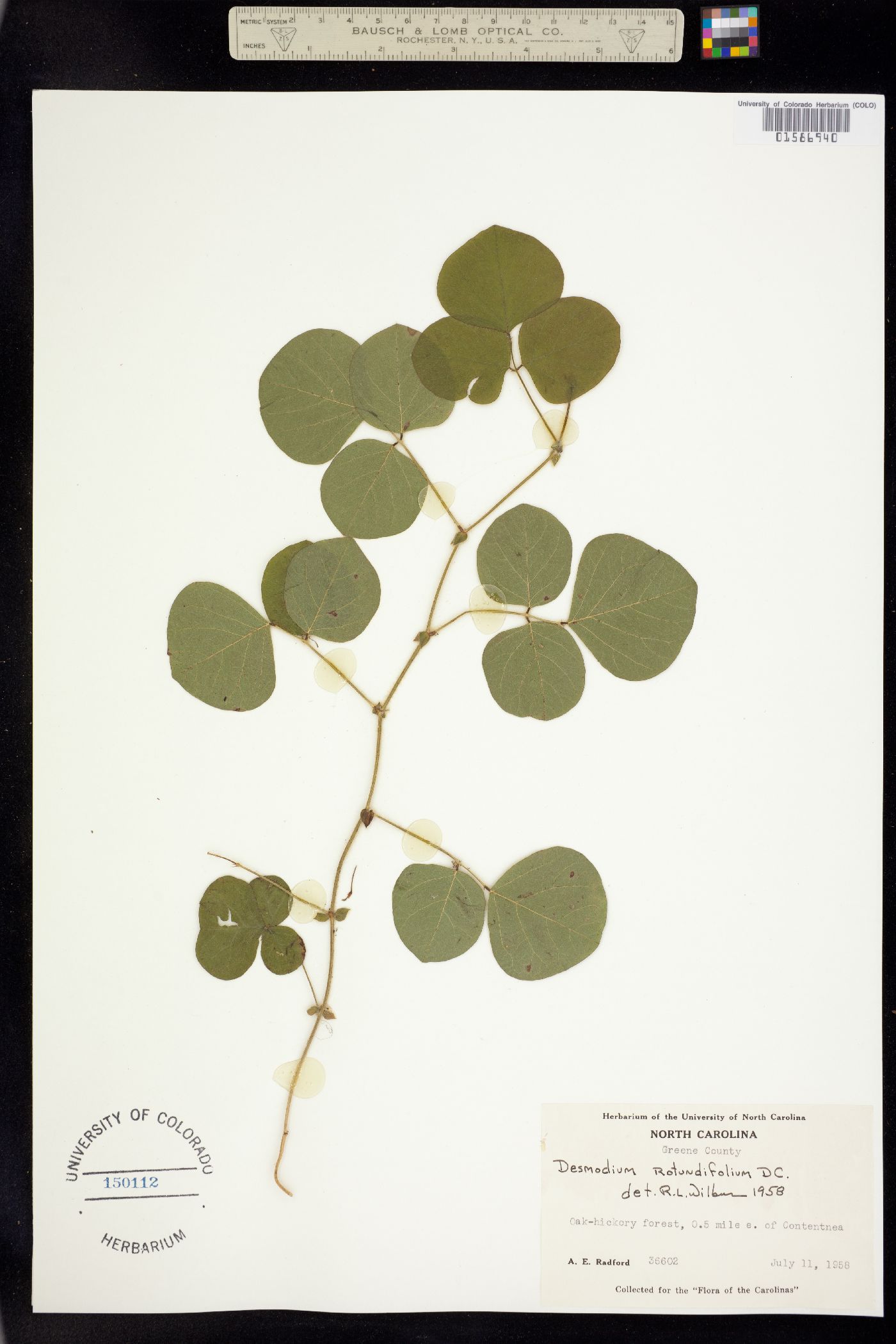 Desmodium rotundifolium image