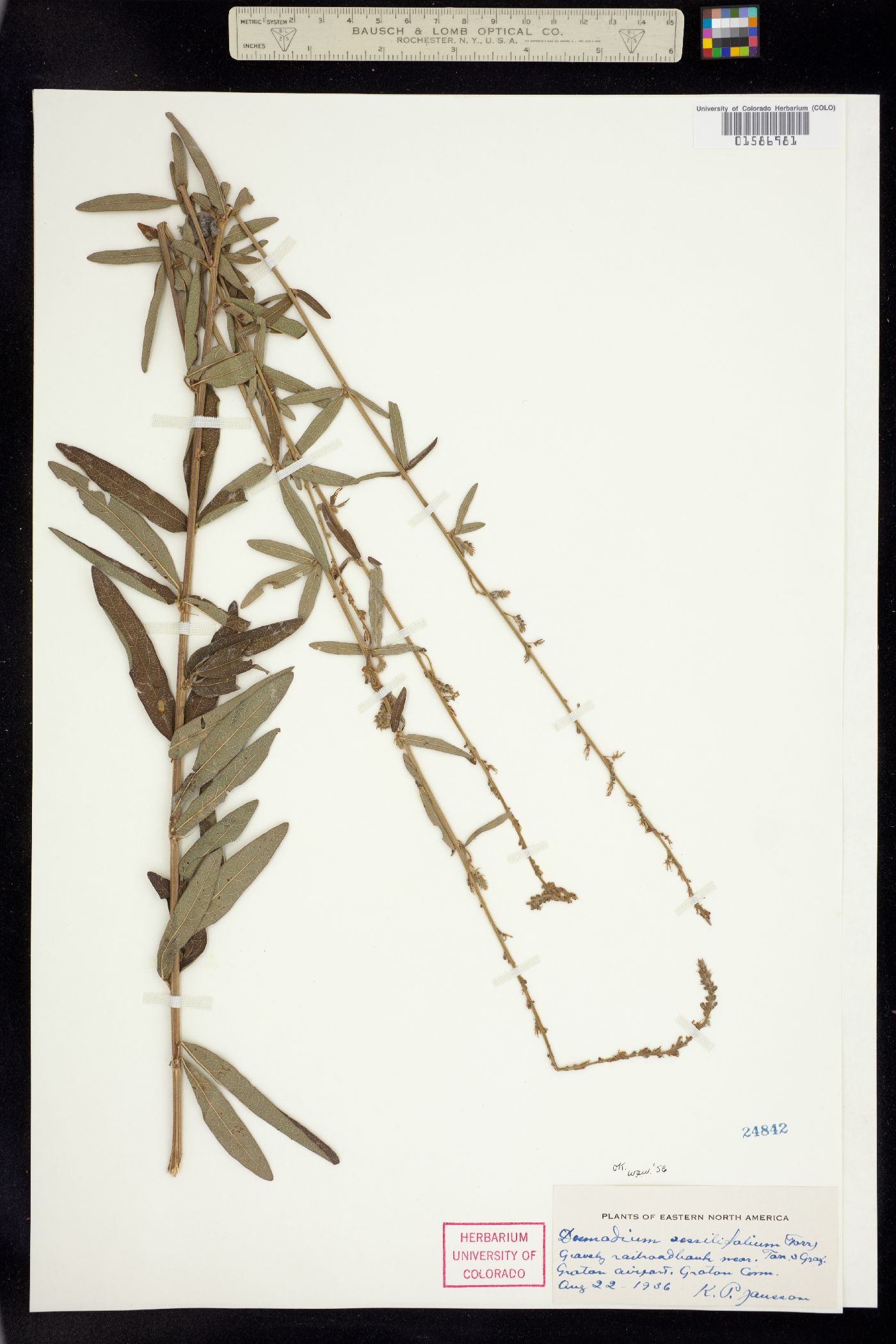 Desmodium sessilifolium image