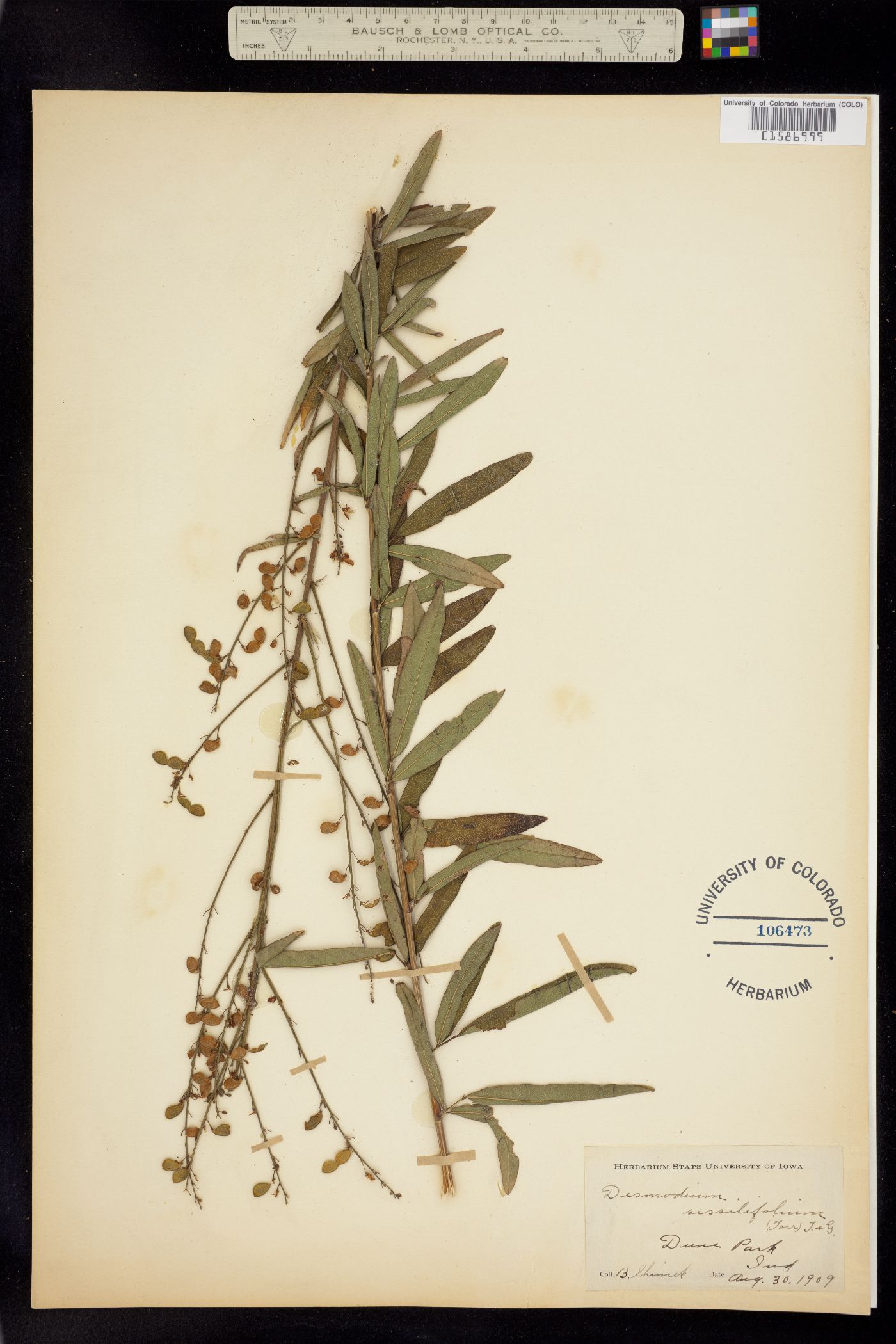 Desmodium sessilifolium image