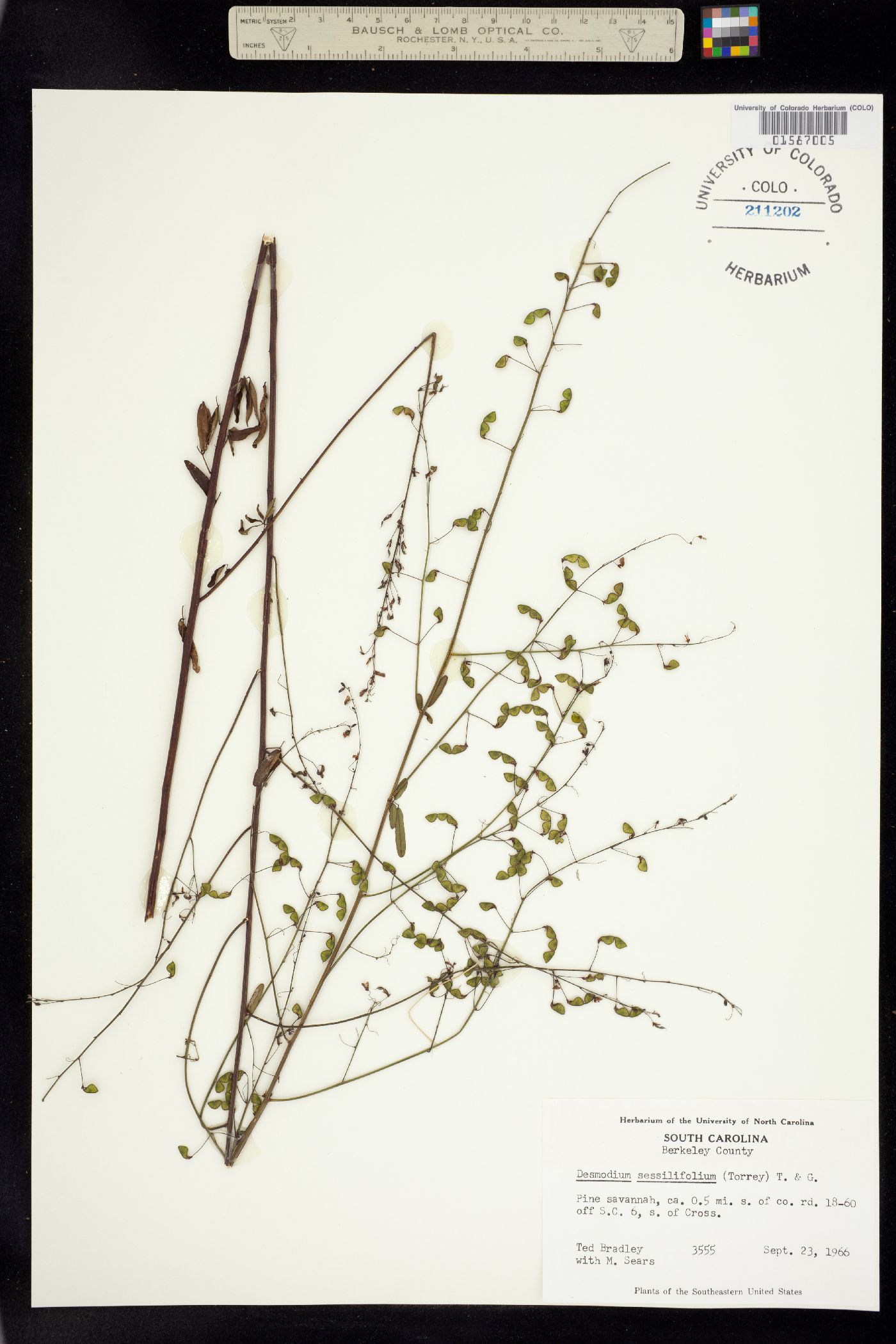 Desmodium sessilifolium image