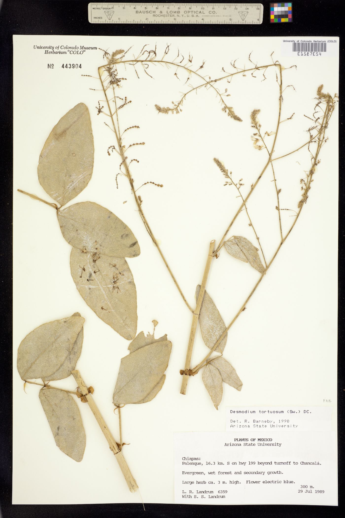 Desmodium tortuosum image